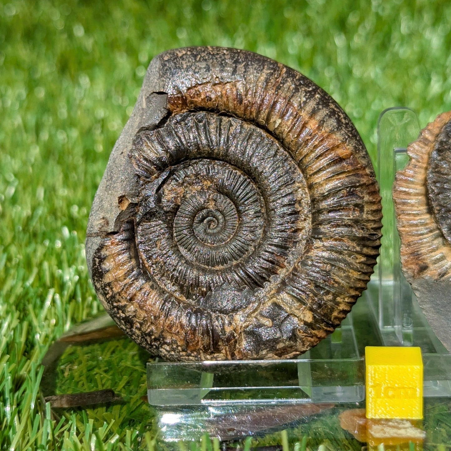 Dactylioceras ammonite fossil split pair Whitby UK fossil - North Yorkshire Fossils