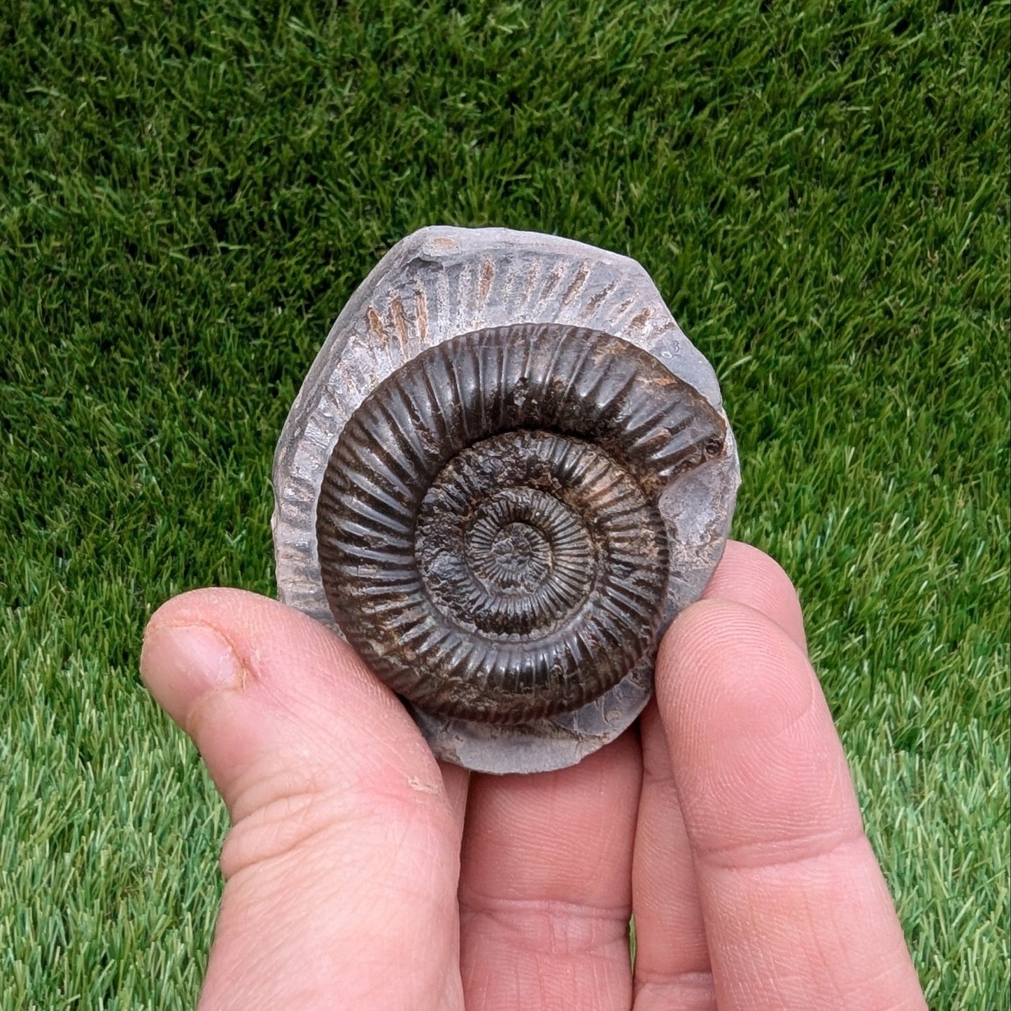 Dactylioceras ammonite fossil Whitby - North Yorkshire Fossils