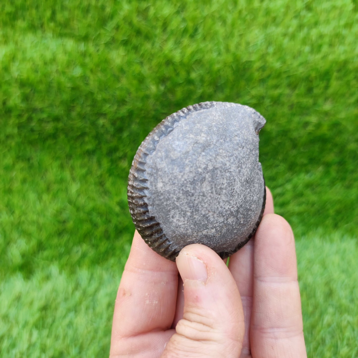 Dactylioceras ammonite fossil Yorkshire UK - North Yorkshire Fossils
