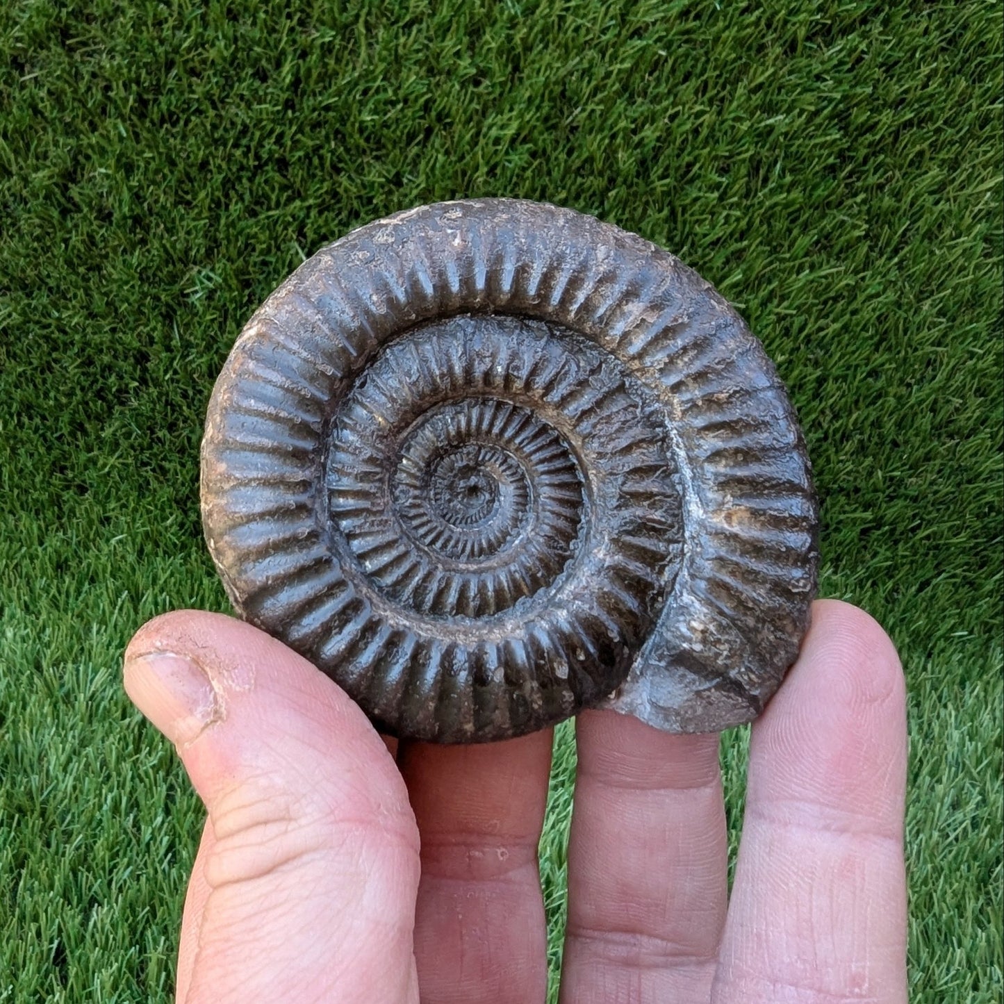 Dactylioceras ammonite North Yorkshire fossils - North Yorkshire Fossils