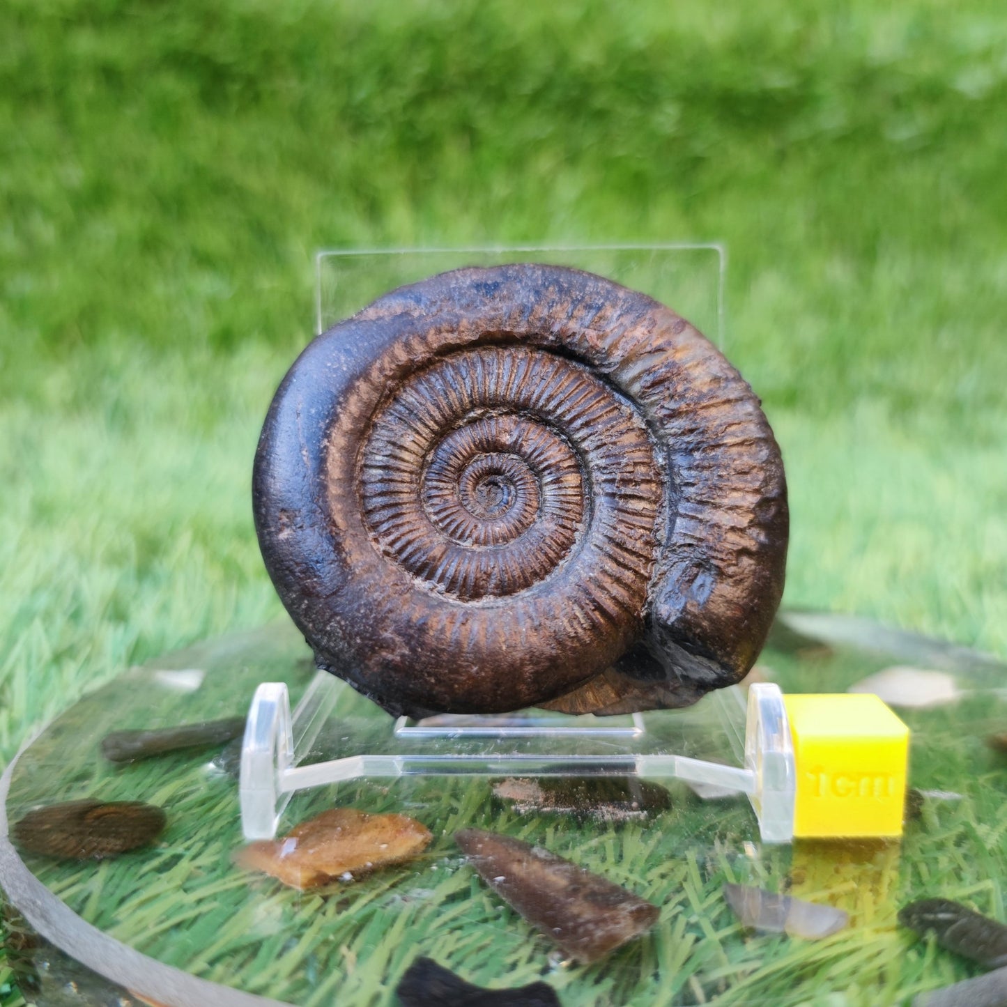 Dactylioceras ammonite North Yorkshire fossils - North Yorkshire Fossils