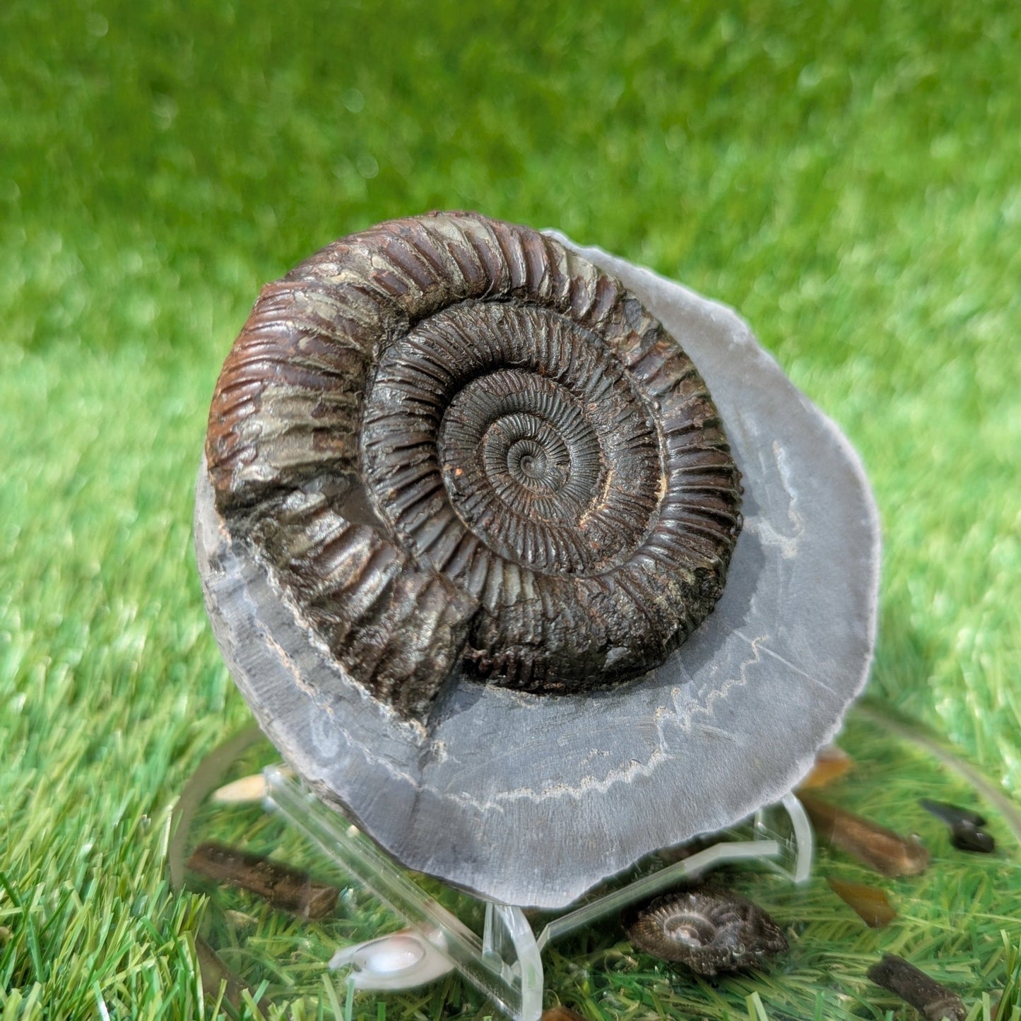 Dactylioceras ammonite North Yorkshire fossils - North Yorkshire Fossils