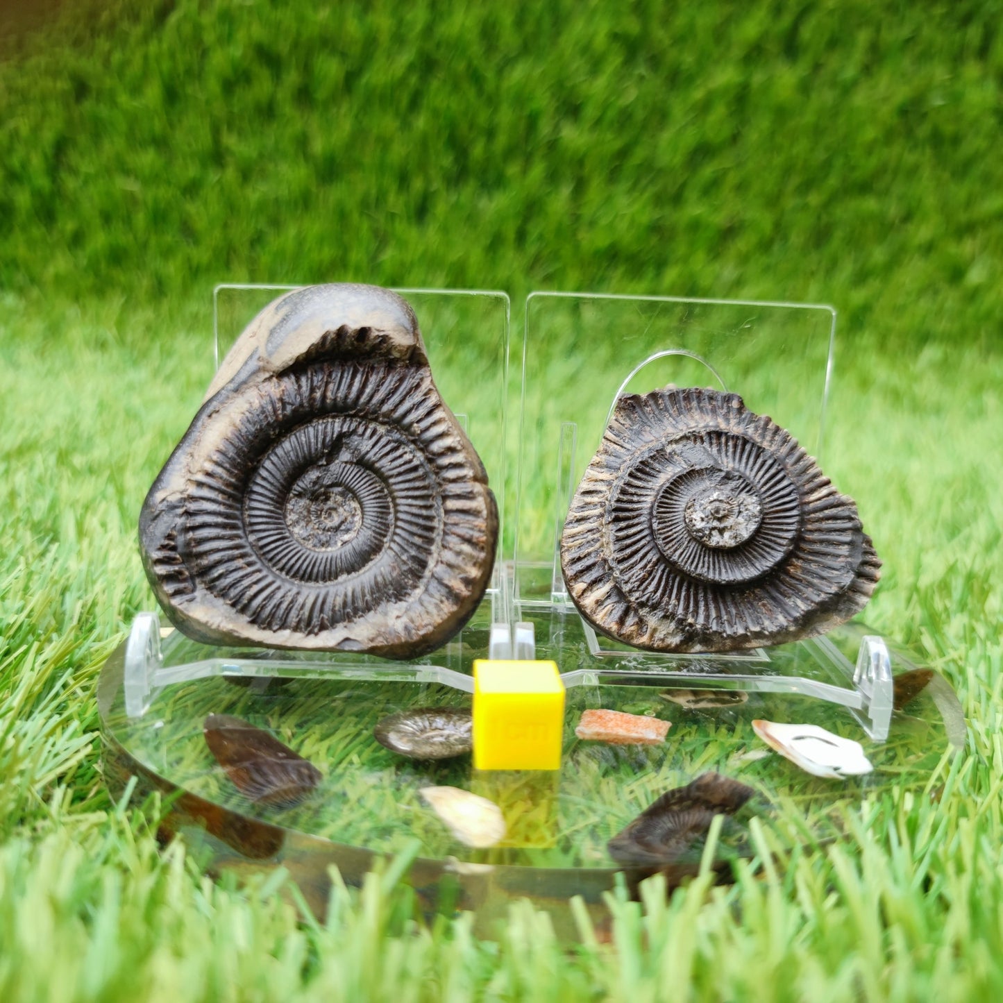 Dactylioceras ammonite split pair UK fossil North Yorkshire - North Yorkshire Fossils