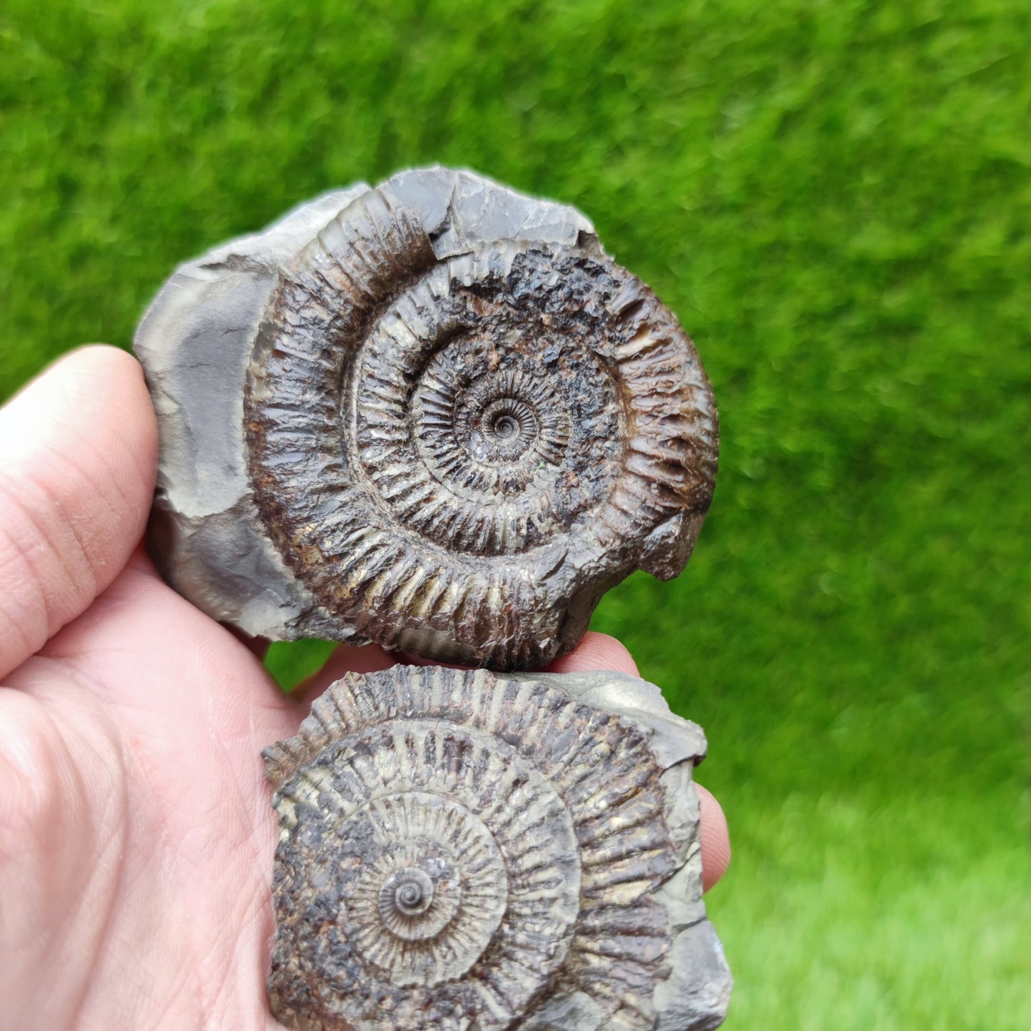 Dactylioceras ammonite UK fossil split pair - North Yorkshire Fossils