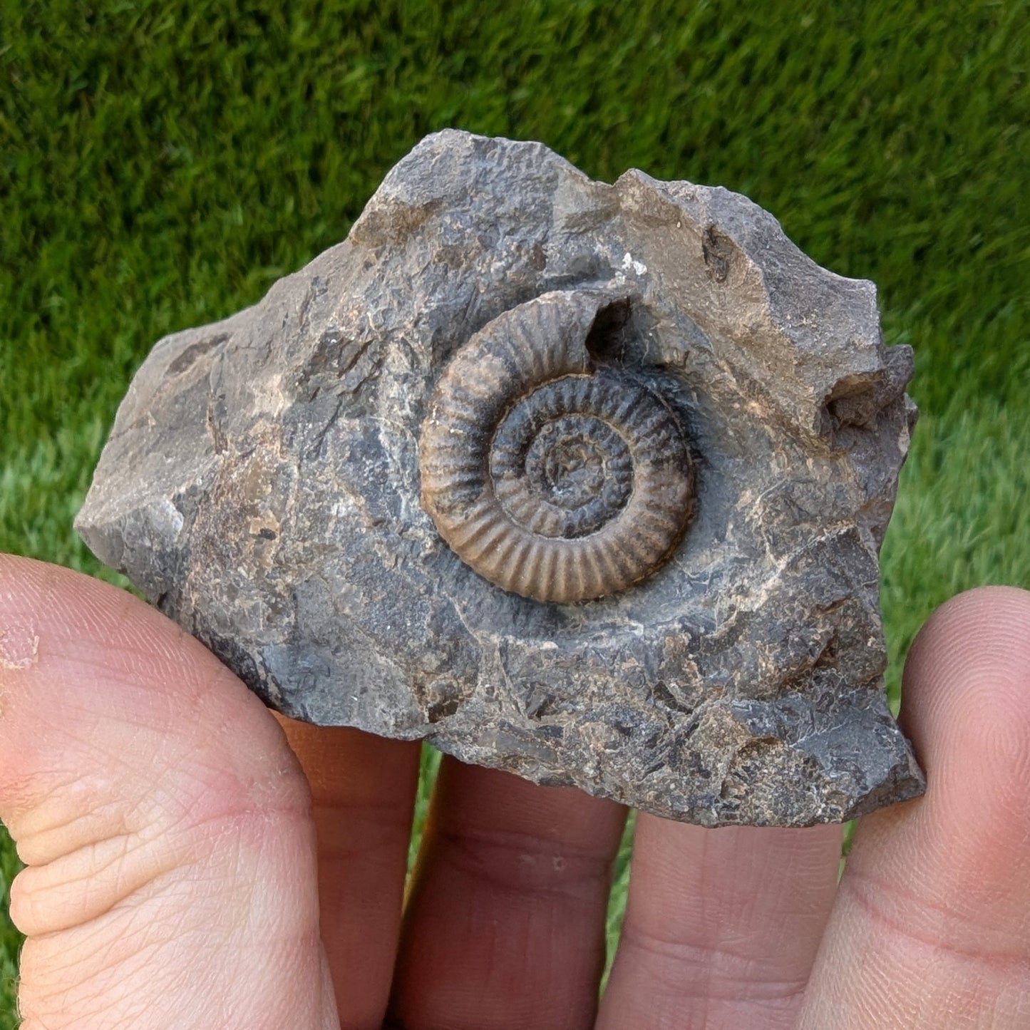 Dactylioceras gracile ammonite North Yorkshire fossils - North Yorkshire Fossils
