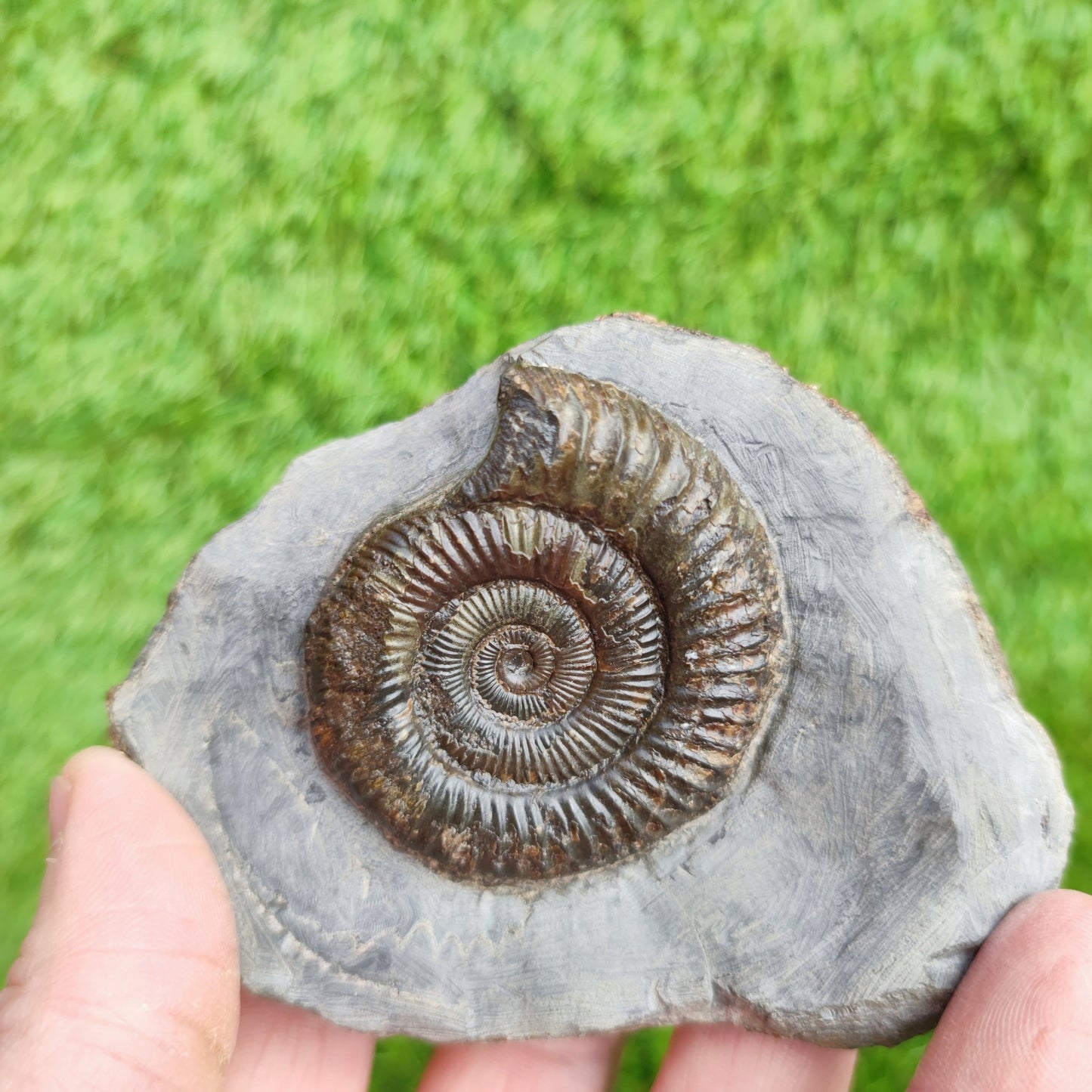 Dactylioceras North Yorkshire ammonite fossil - North Yorkshire Fossils