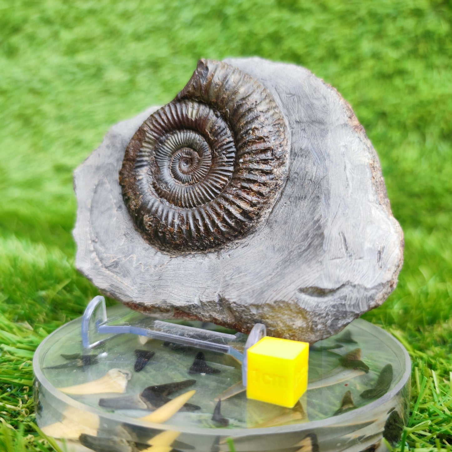 Dactylioceras North Yorkshire ammonite fossil - North Yorkshire Fossils