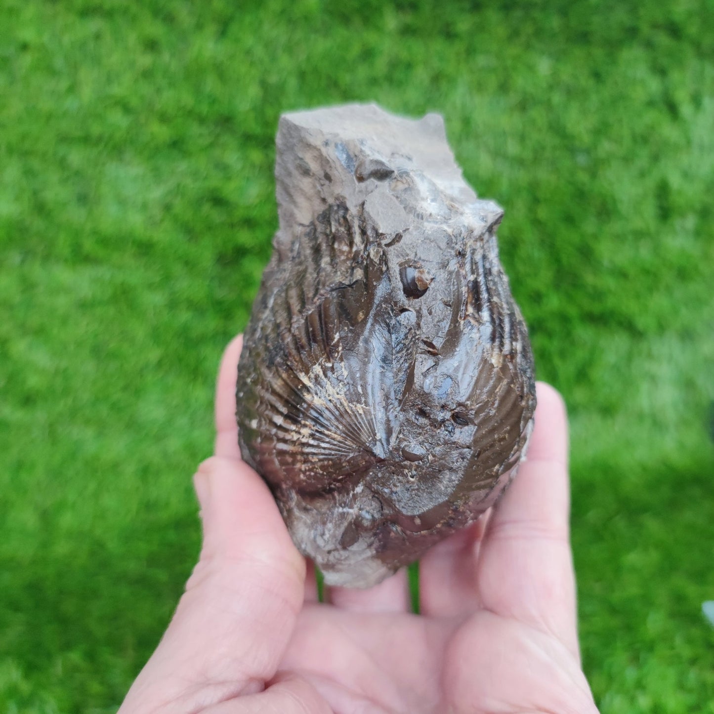 Double sided shell fossil North Yorkshire Fossils - North Yorkshire Fossils