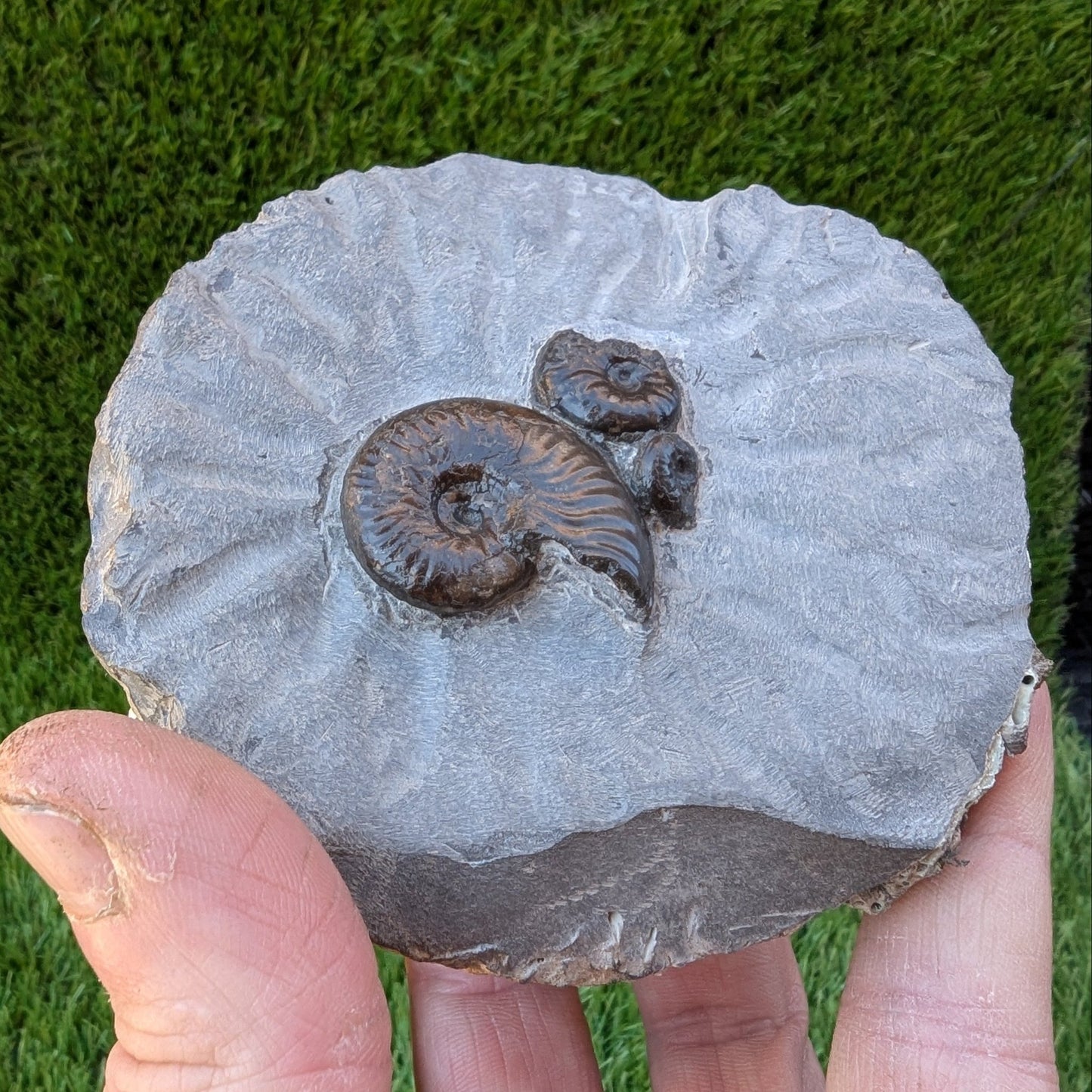 Eleganticeras ammonite fossil block/ trio North Yorkshire fossils - North Yorkshire Fossils