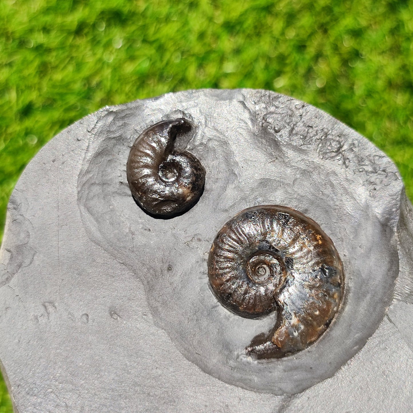 Eleganticeras ammonite fossil duo Whitby - North Yorkshire Fossils