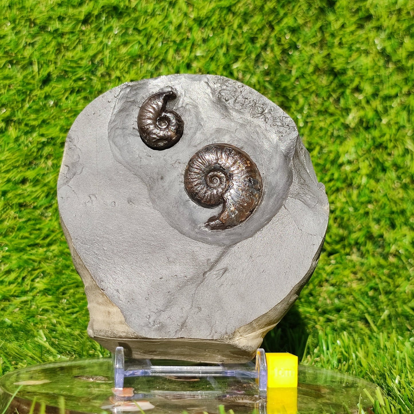 Eleganticeras ammonite fossil duo Whitby - North Yorkshire Fossils