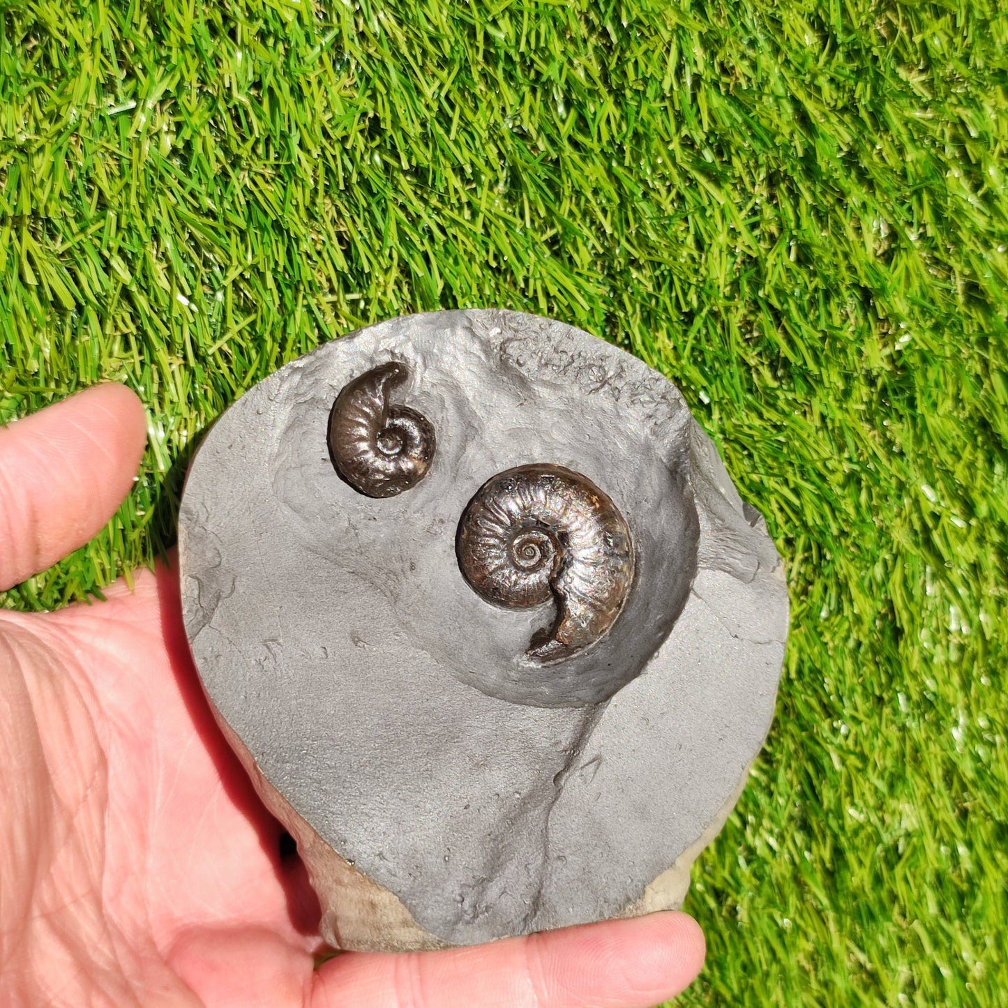 Eleganticeras ammonite fossil duo Whitby - North Yorkshire Fossils