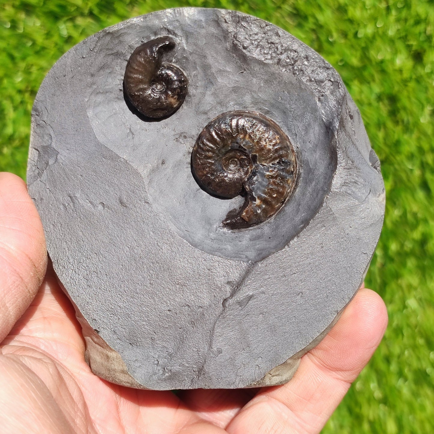 Eleganticeras ammonite fossil duo Whitby - North Yorkshire Fossils