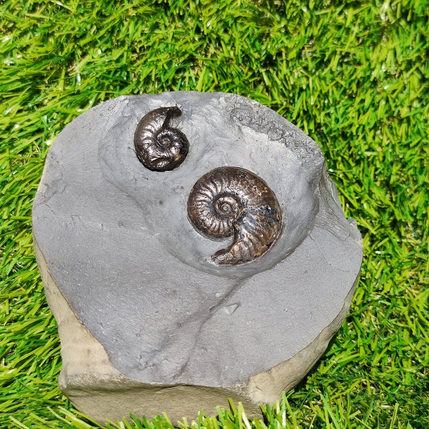 Eleganticeras ammonite fossil duo Whitby - North Yorkshire Fossils