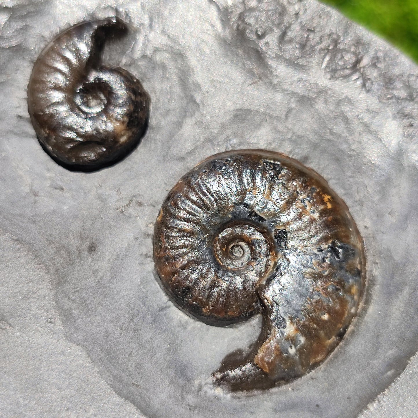 Eleganticeras ammonite fossil duo Whitby - North Yorkshire Fossils