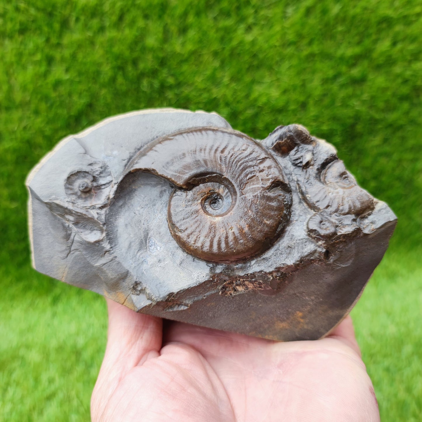 Eleganticeras ammonite fossil on cut base North Yorkshire UK - North Yorkshire Fossils