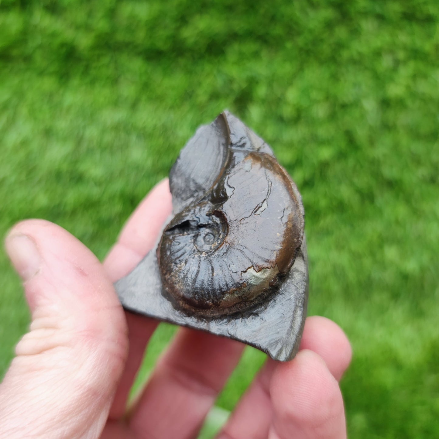 Eleganticeras ammonitte fossil Whitby Yorkshire - North Yorkshire Fossils