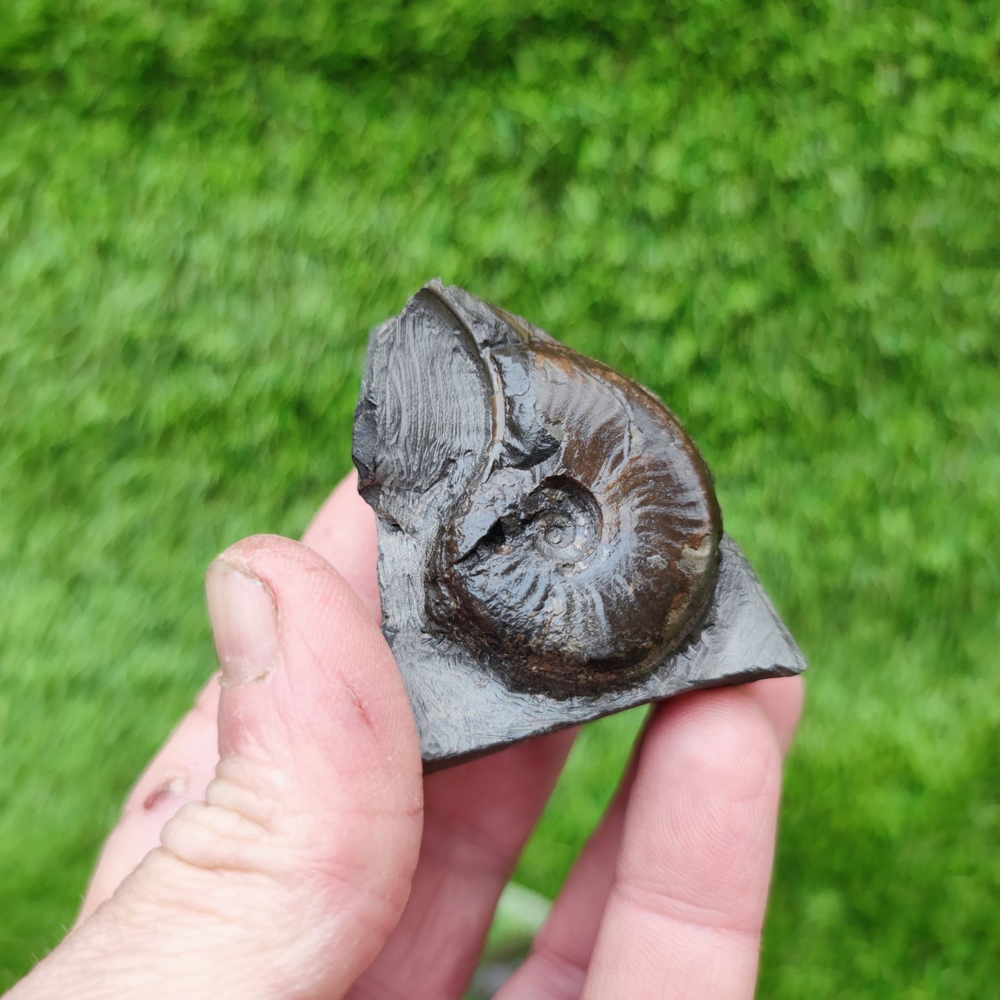 Eleganticeras ammonitte fossil Whitby Yorkshire - North Yorkshire Fossils