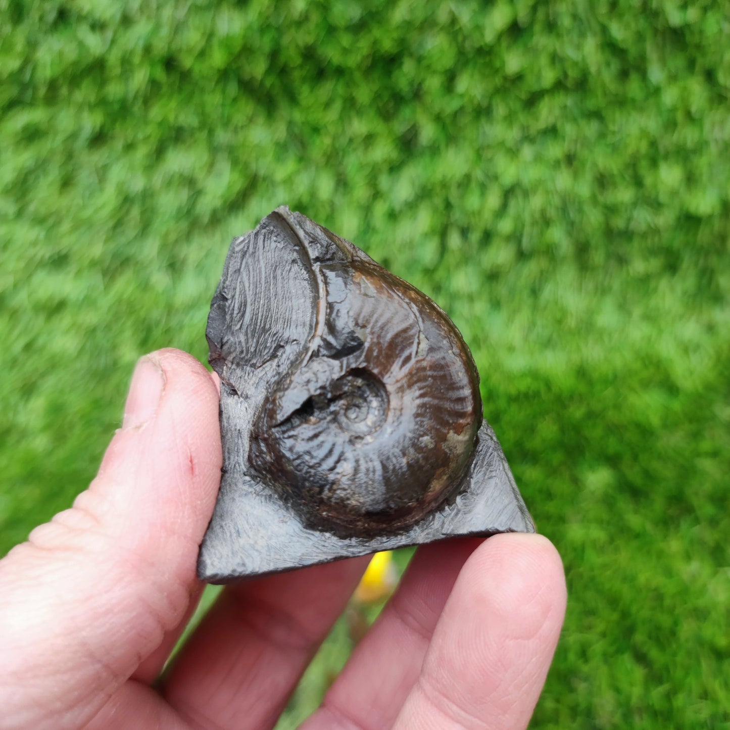 Eleganticeras ammonitte fossil Whitby Yorkshire - North Yorkshire Fossils