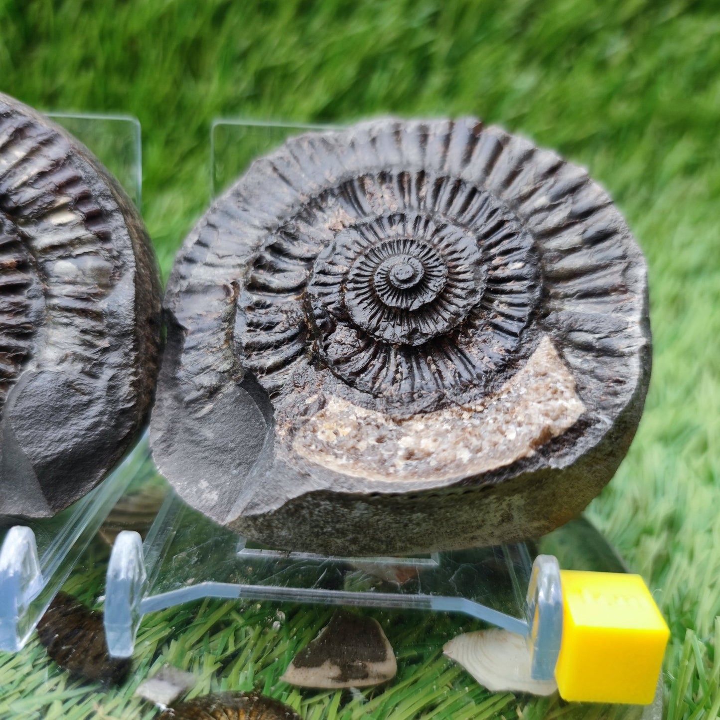Fossil - Ammonite split pair Whitby Yorkshire - North Yorkshire Fossils