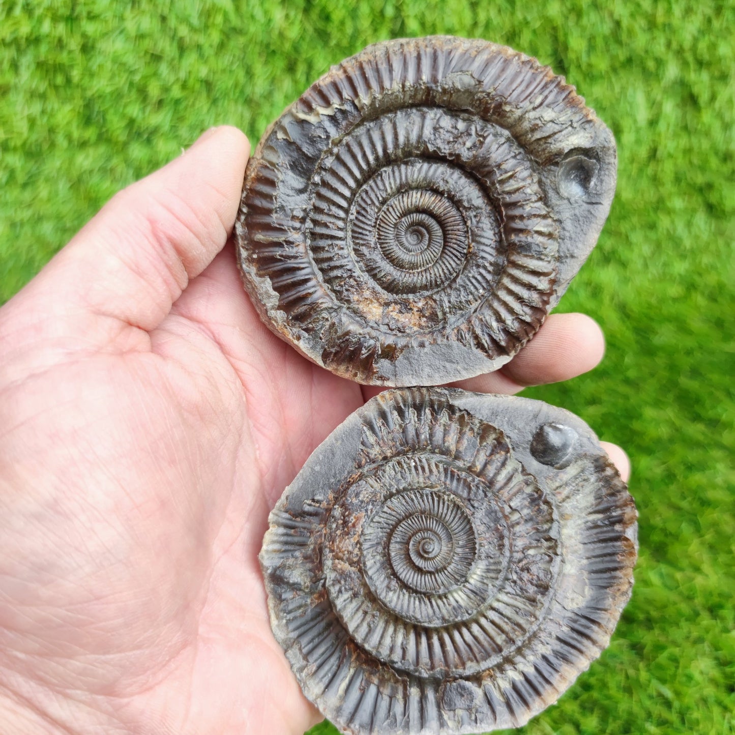 Fossil ammonite split pair with shell North Yorkshire Fossils large - North Yorkshire Fossils