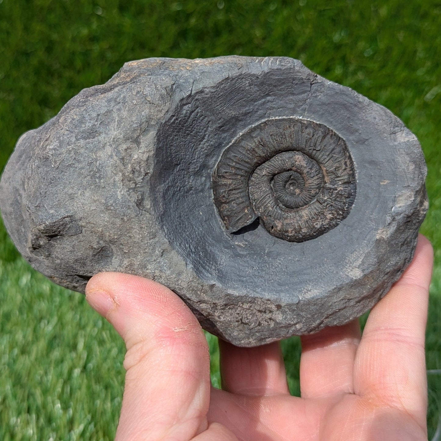 Fossil block of ammonite, belemnite, shells and wood North Yorkshire fossils - North Yorkshire Fossils
