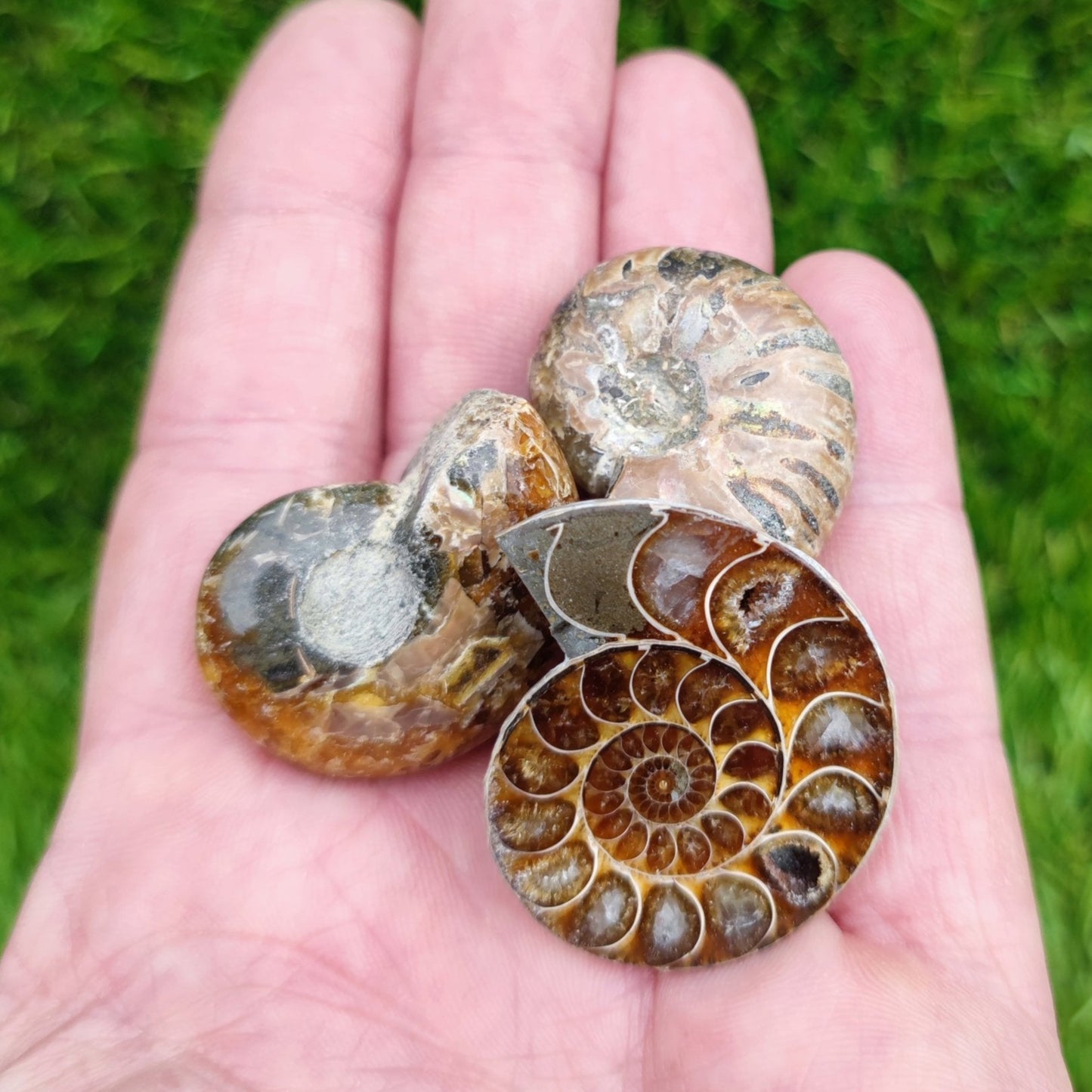 Fossil bundle of 3 ammonites - North Yorkshire Fossils