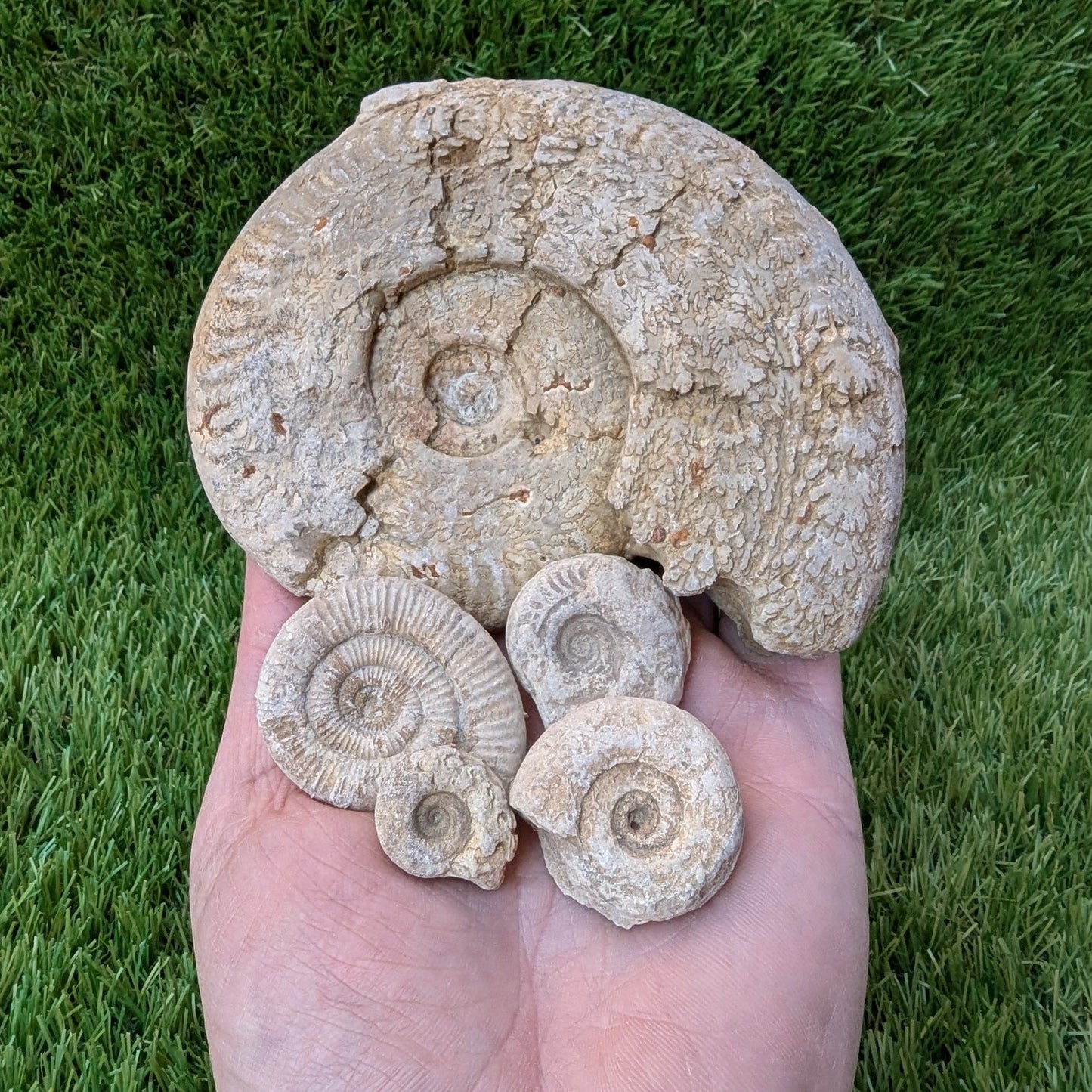 Fossil bundle of 5 Somerset ammonites from Ilminster - North Yorkshire Fossils