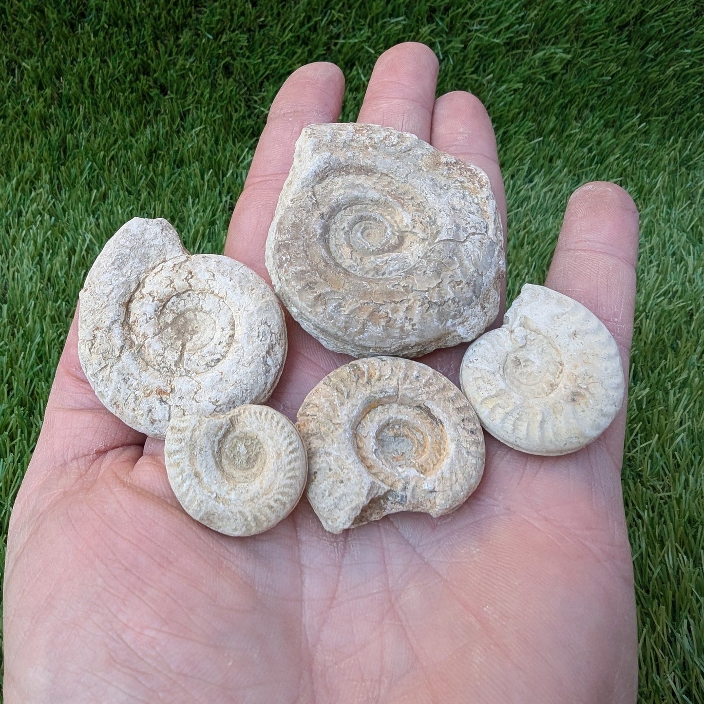 Fossil bundle of 5 Somerset ammonites from Ilminster - North Yorkshire Fossils