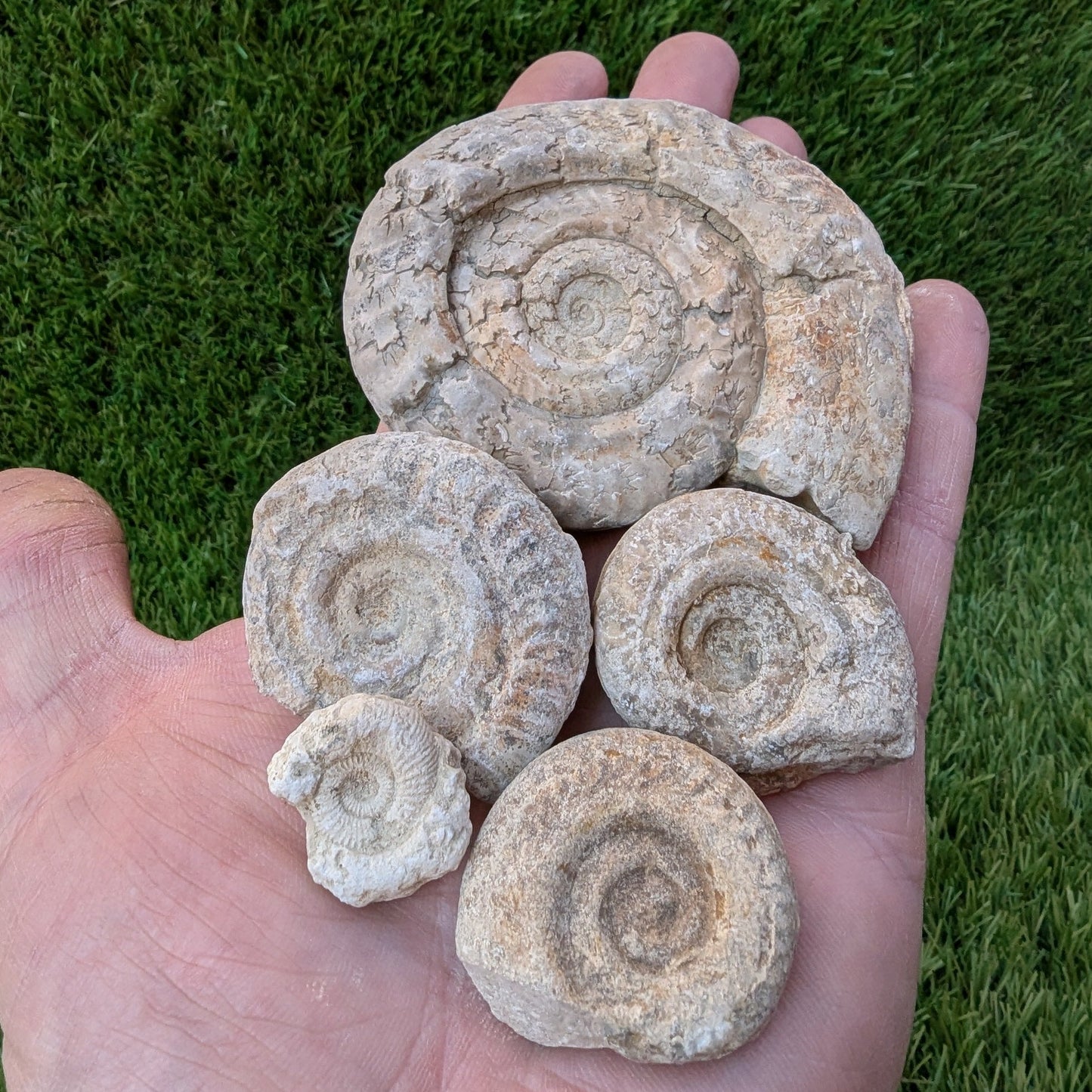 Fossil bundle of 5 Somerset ammonites from Ilminster - North Yorkshire Fossils
