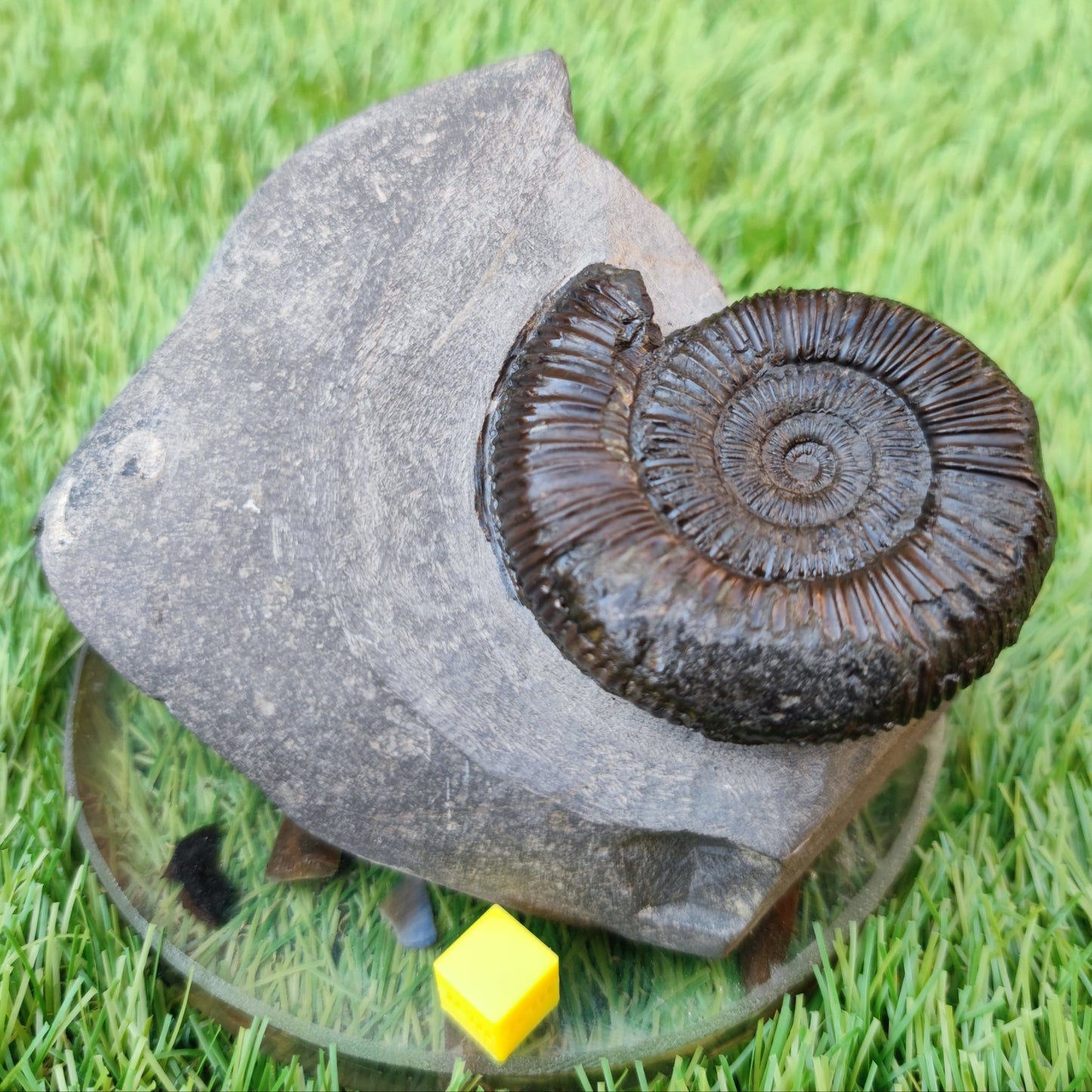 Free standing ammonite North Yorkshire fossils - North Yorkshire Fossils