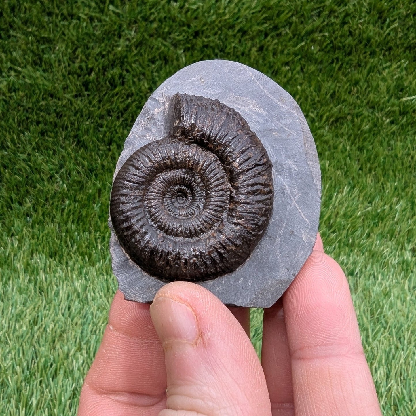 Free standing dactylioceras ammonite fossil - North Yorkshire Fossils