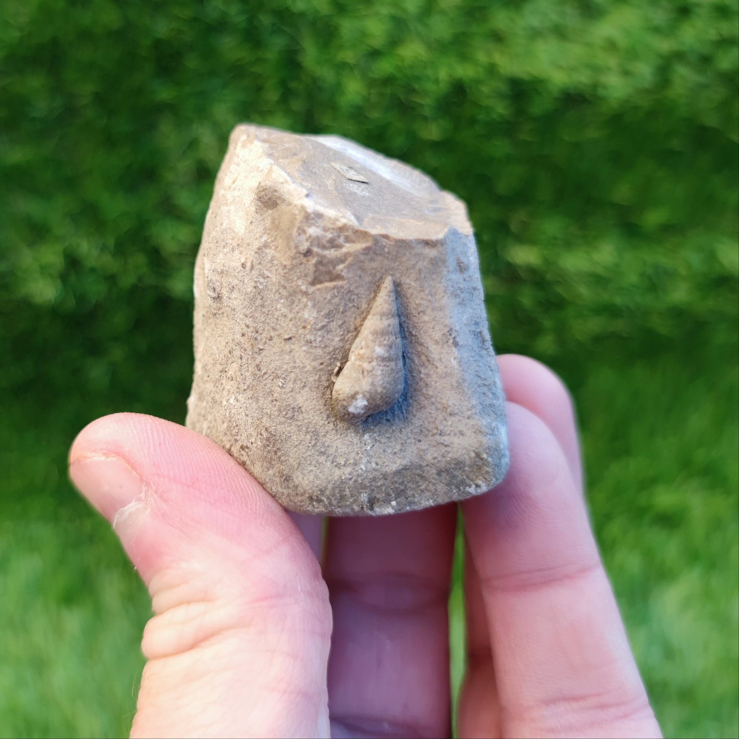 Free standing gastropod fossil - North Yorkshire Fossils