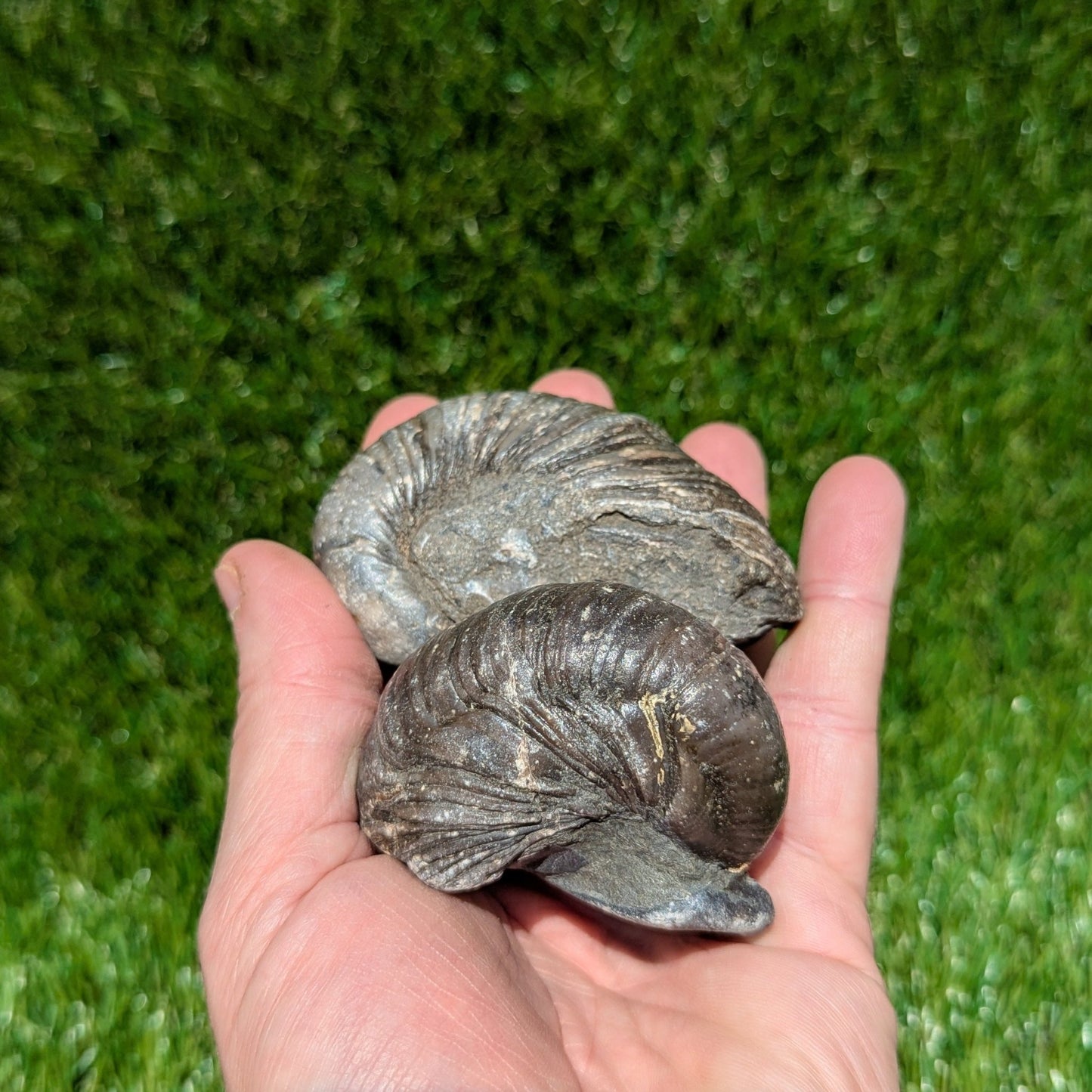 Gryphea fossil bundle of UK fossils - North Yorkshire Fossils