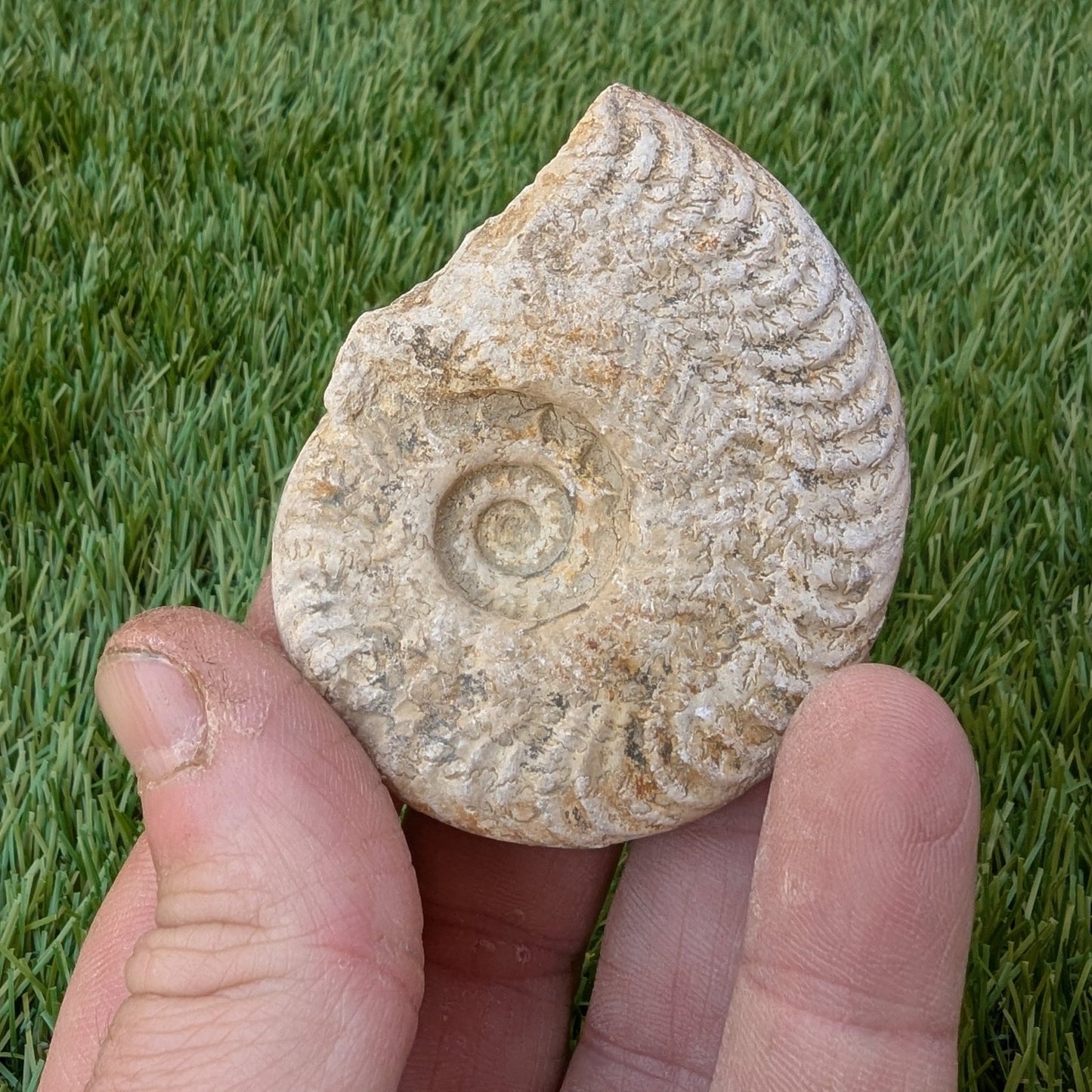 Harpoceras ammonite fossil found in Ilminster, Somerset - North Yorkshire Fossils