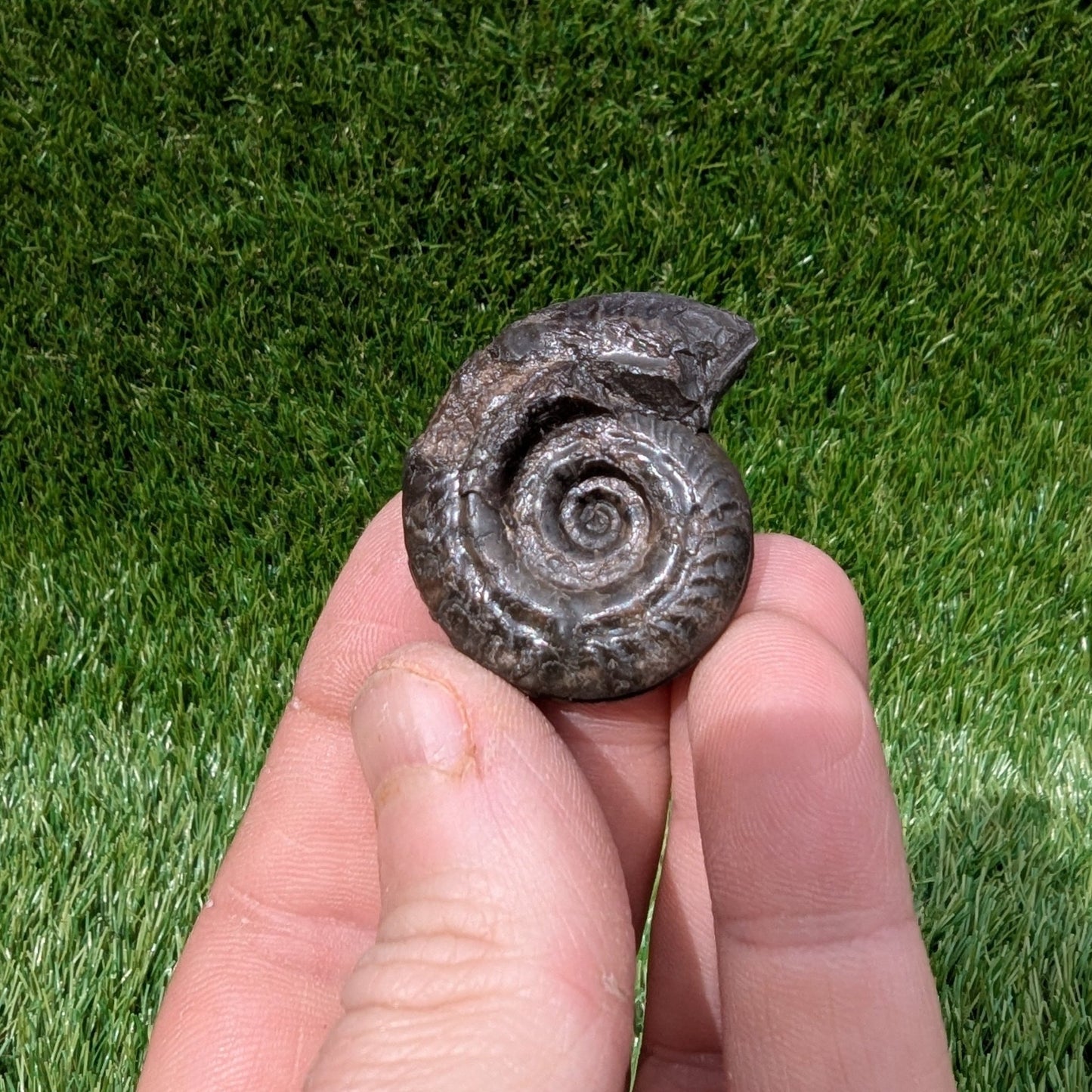 Hildoceras ammonite 3D matrix free North Yorkshire fossils - North Yorkshire Fossils