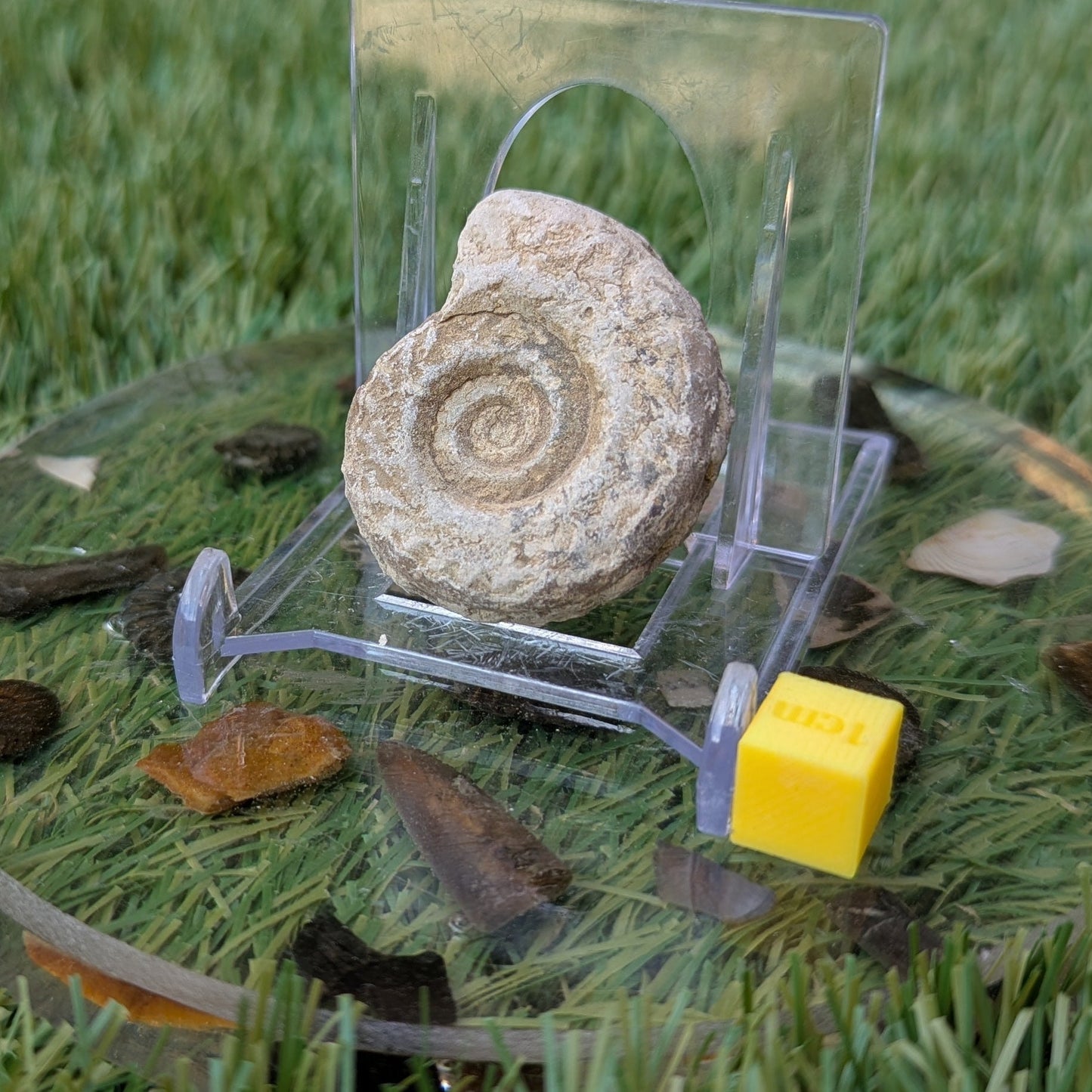 Hildoceras ammonite fossil found in Ilminster, Somerset. - North Yorkshire Fossils