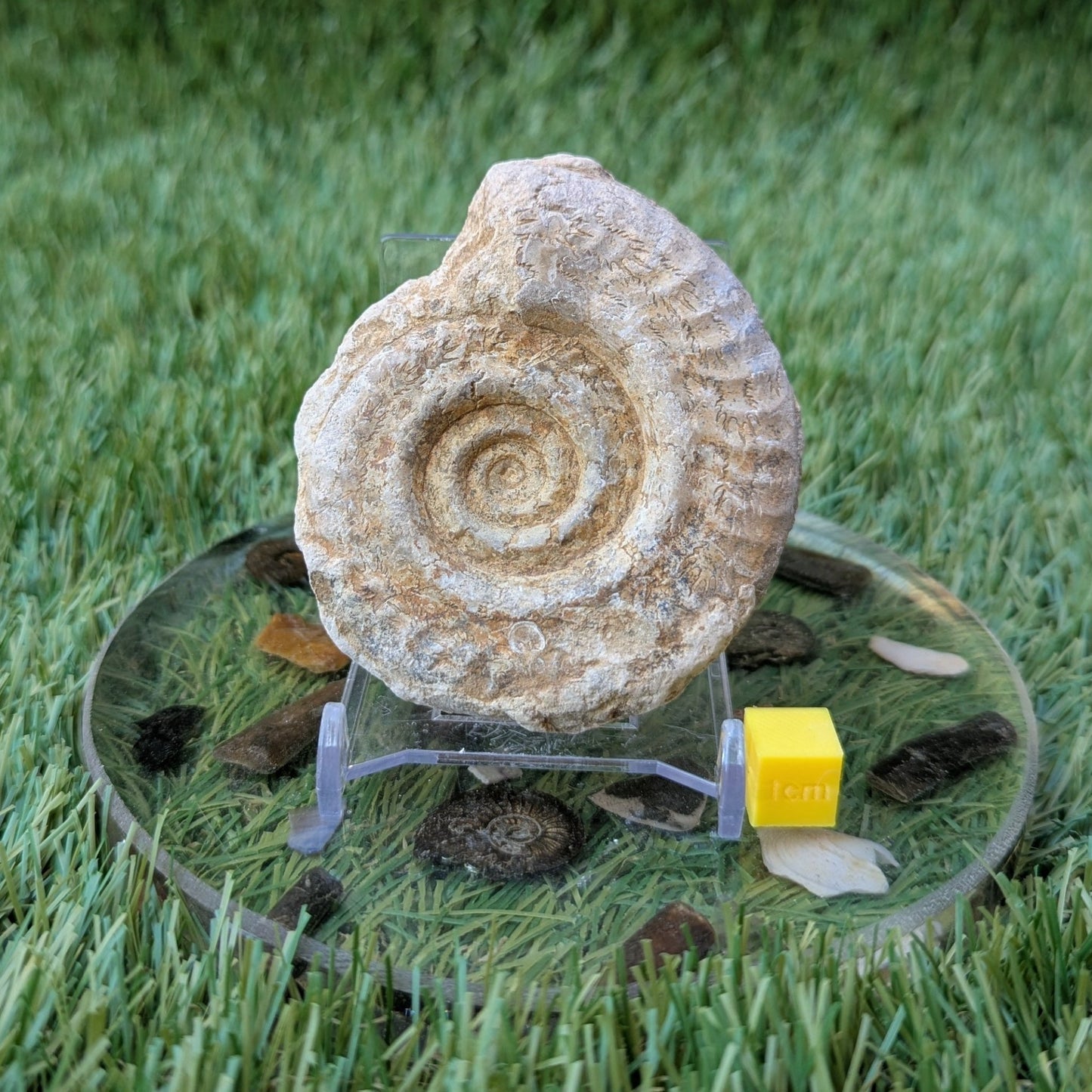 Hildoceras ammonite fossil found in Ilminster Somerset - North Yorkshire Fossils