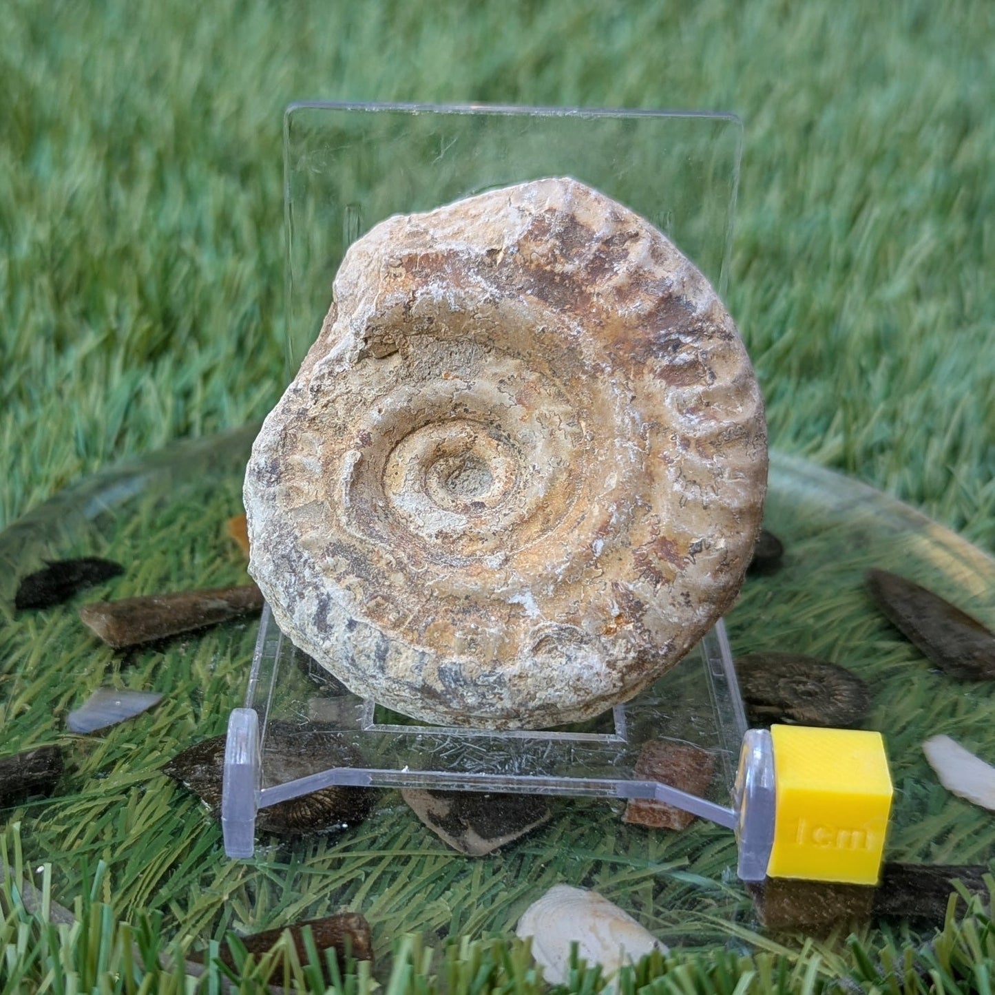 Hildoceras ammonite fossil found in Ilminster Somerset - North Yorkshire Fossils