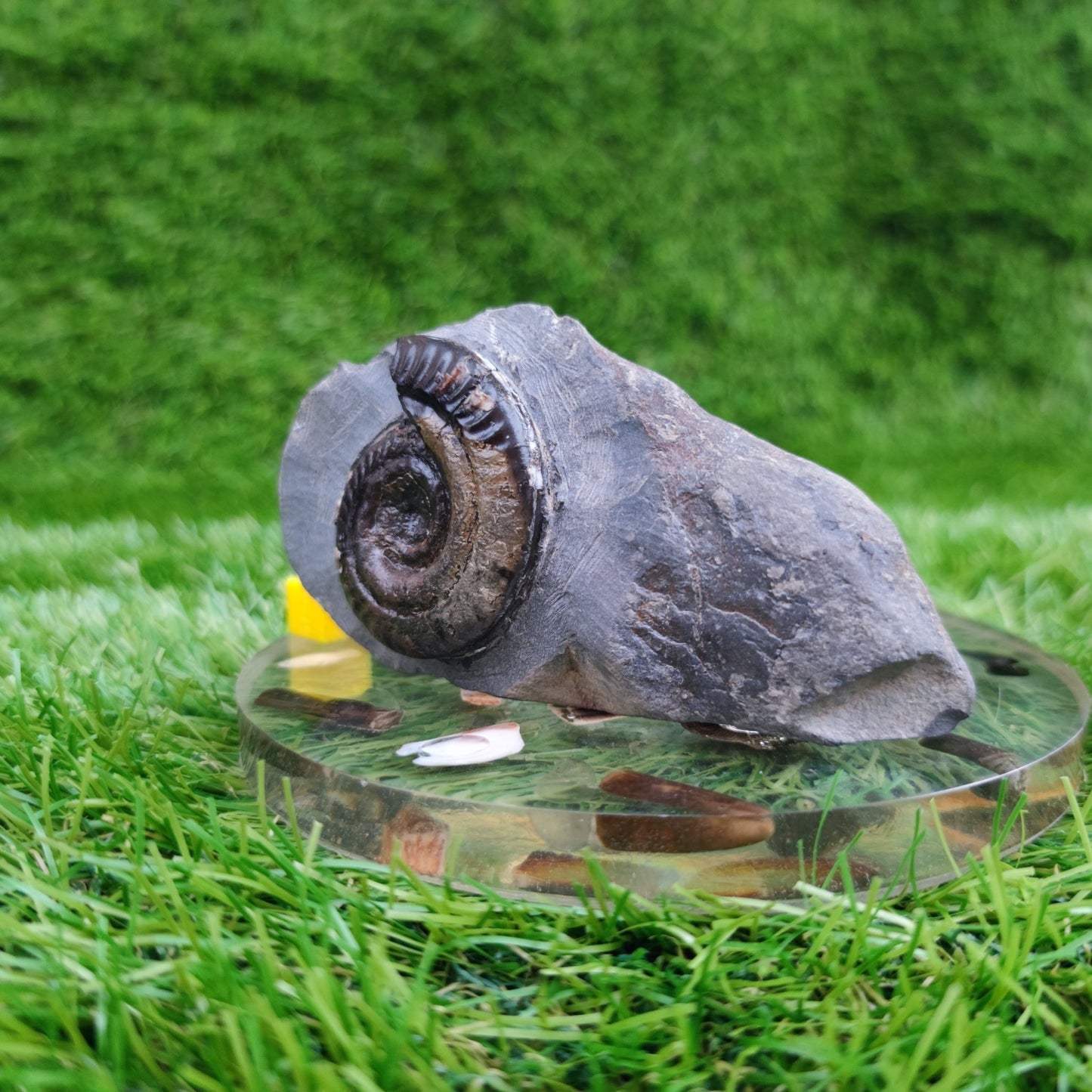Hildoceras ammonite fossil in limestone North Yorkshire Fossils - North Yorkshire Fossils
