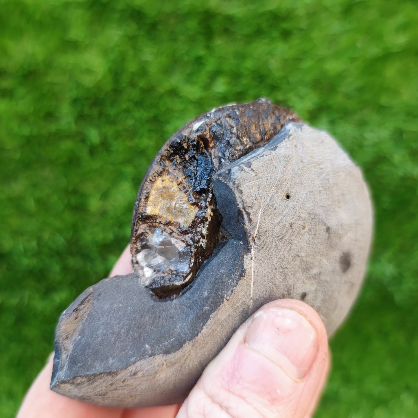Hildoceras ammonite North Yorkshire fossils - North Yorkshire Fossils