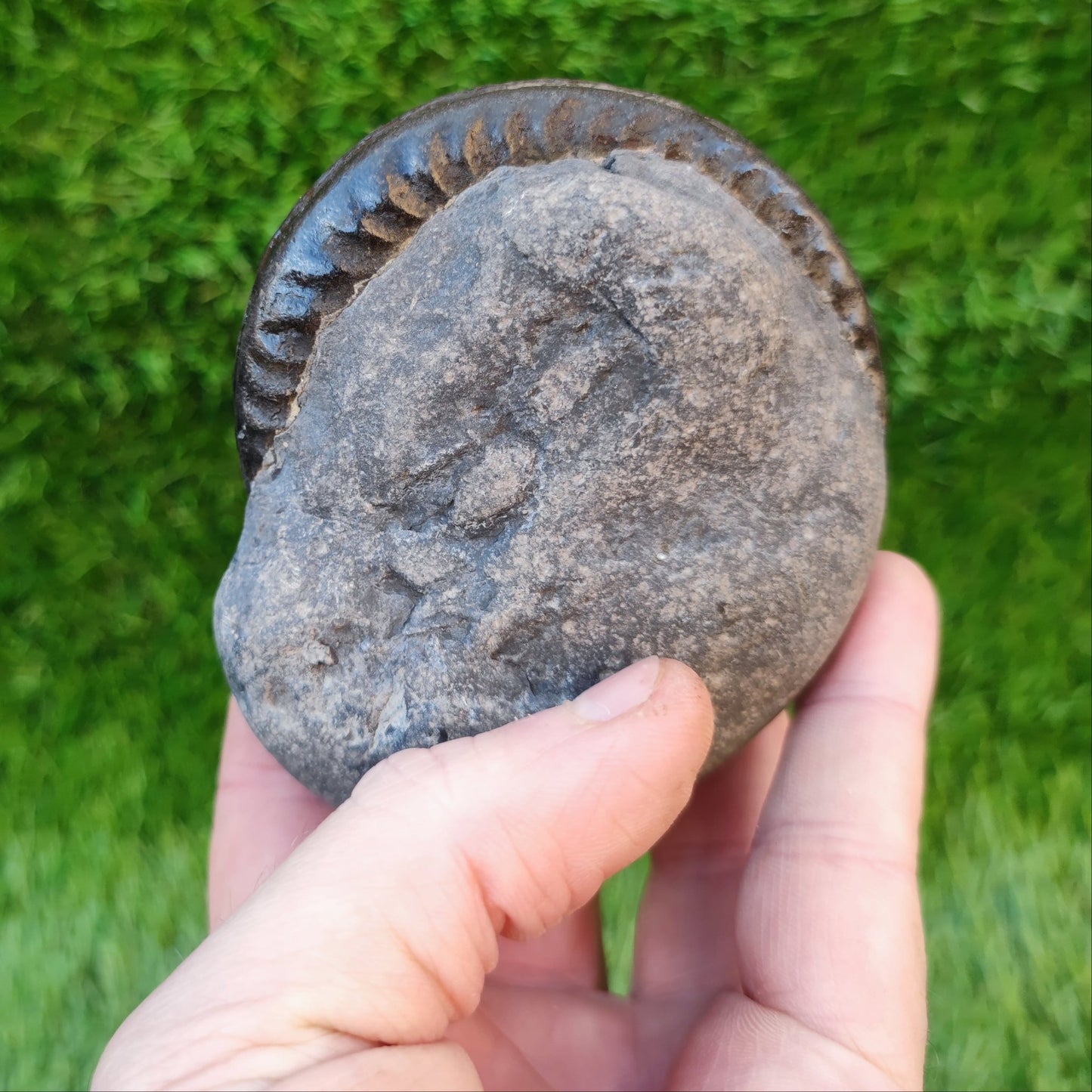 Hildoceras ammonite North Yorkshire fossils - North Yorkshire Fossils