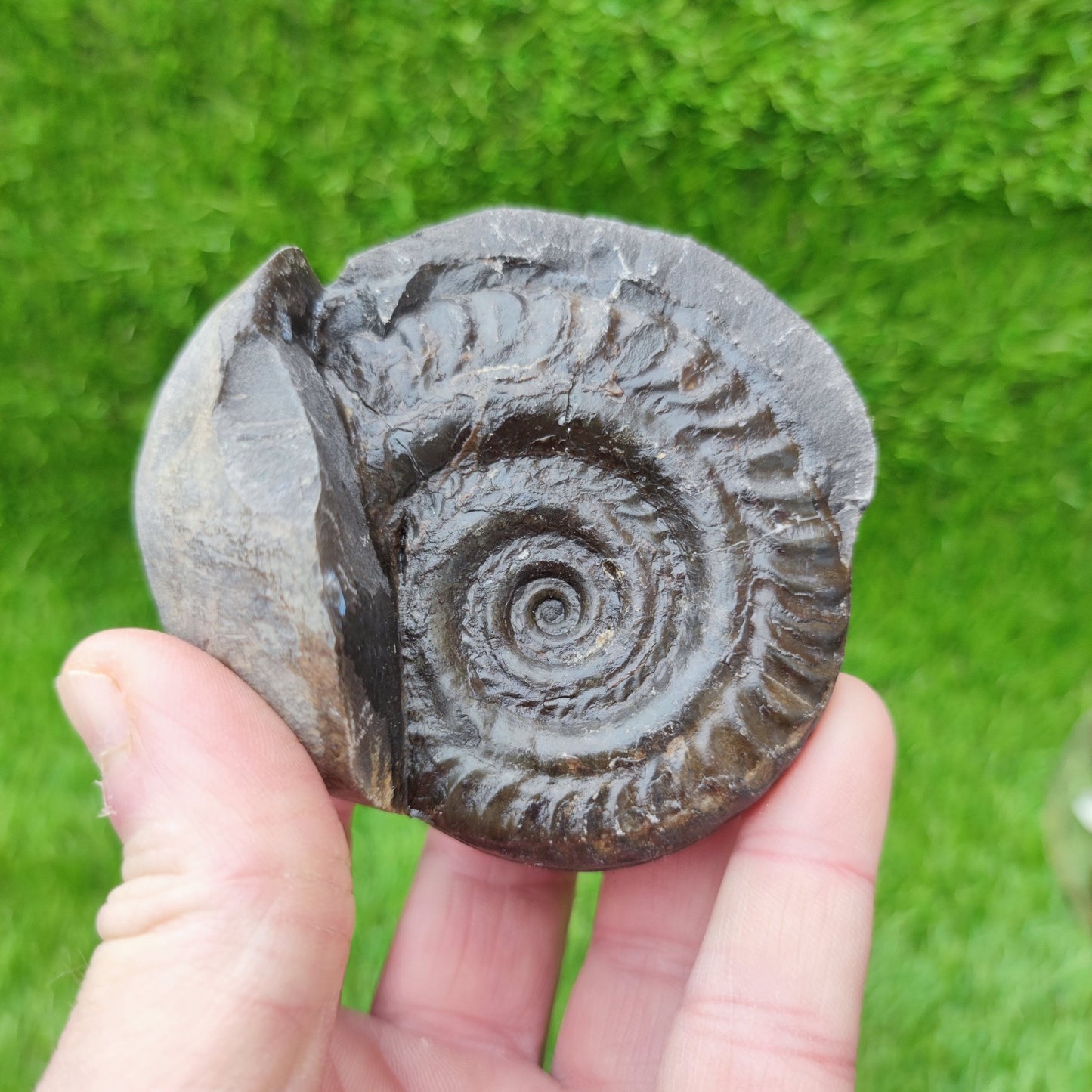 Hildoceras ammonite split pair North Yorkshire fossils - North Yorkshire Fossils