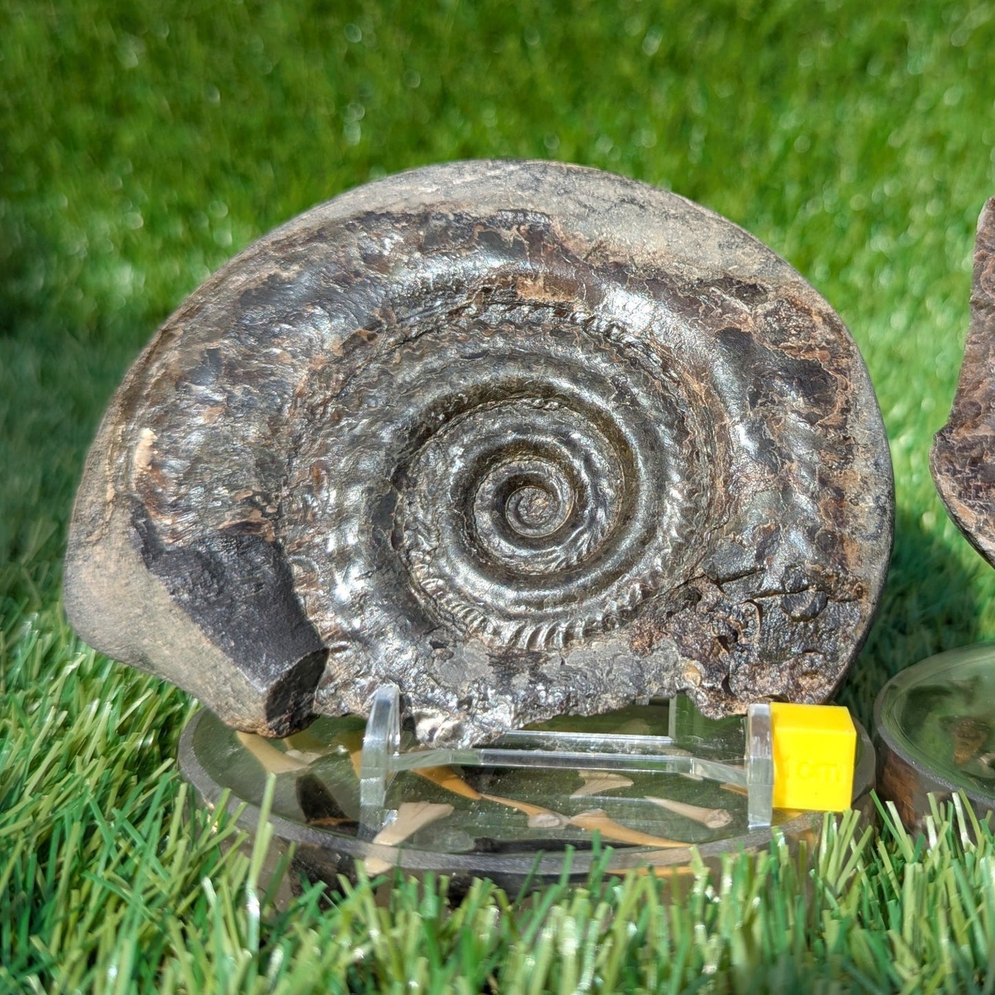 Hildoceras ammonite split pair North Yorkshire fossils - North Yorkshire Fossils