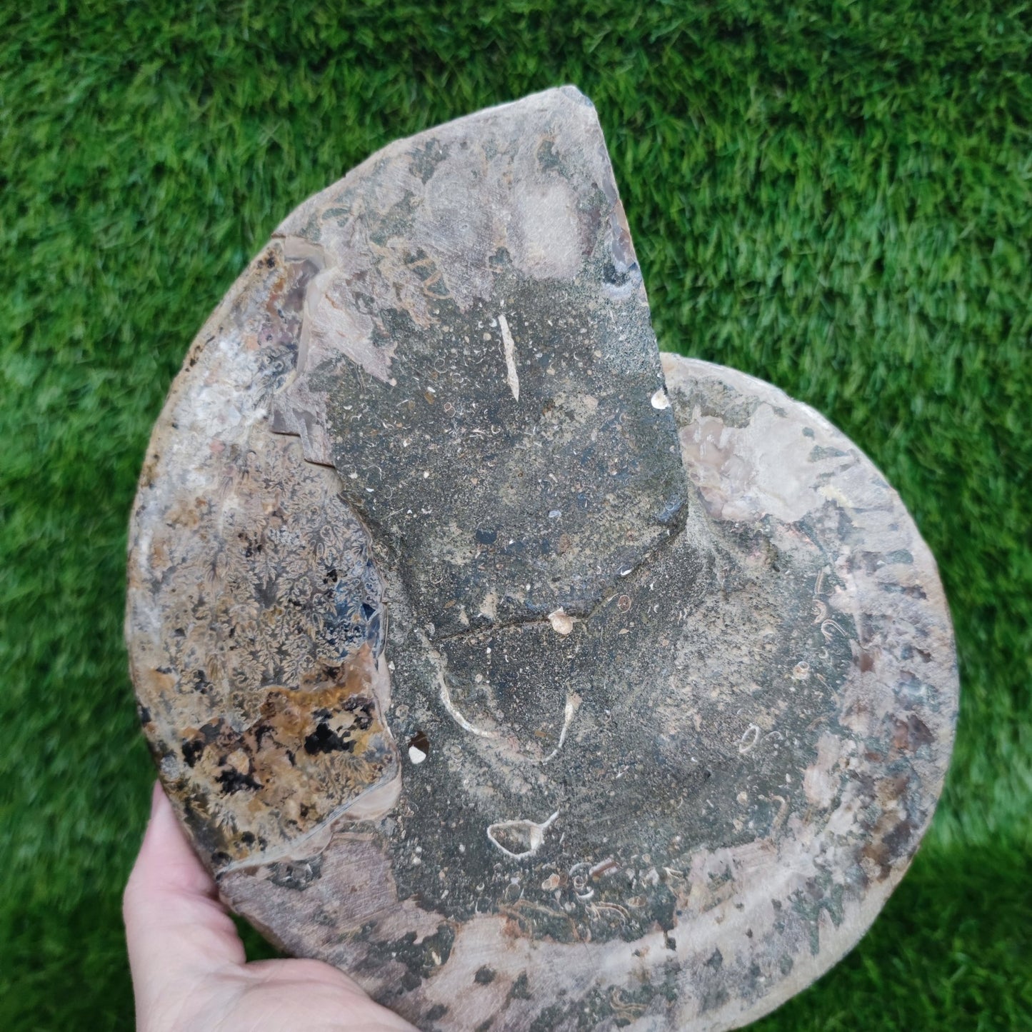 Huge cut and polished ammonite North Yorkshire Fossils - North Yorkshire Fossils