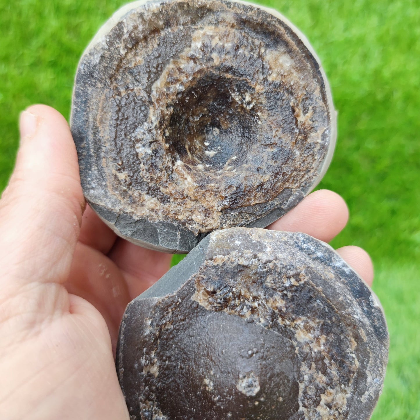 Ichthyosaur vert Whitby Yorkshire UK sea dragon - North Yorkshire Fossils