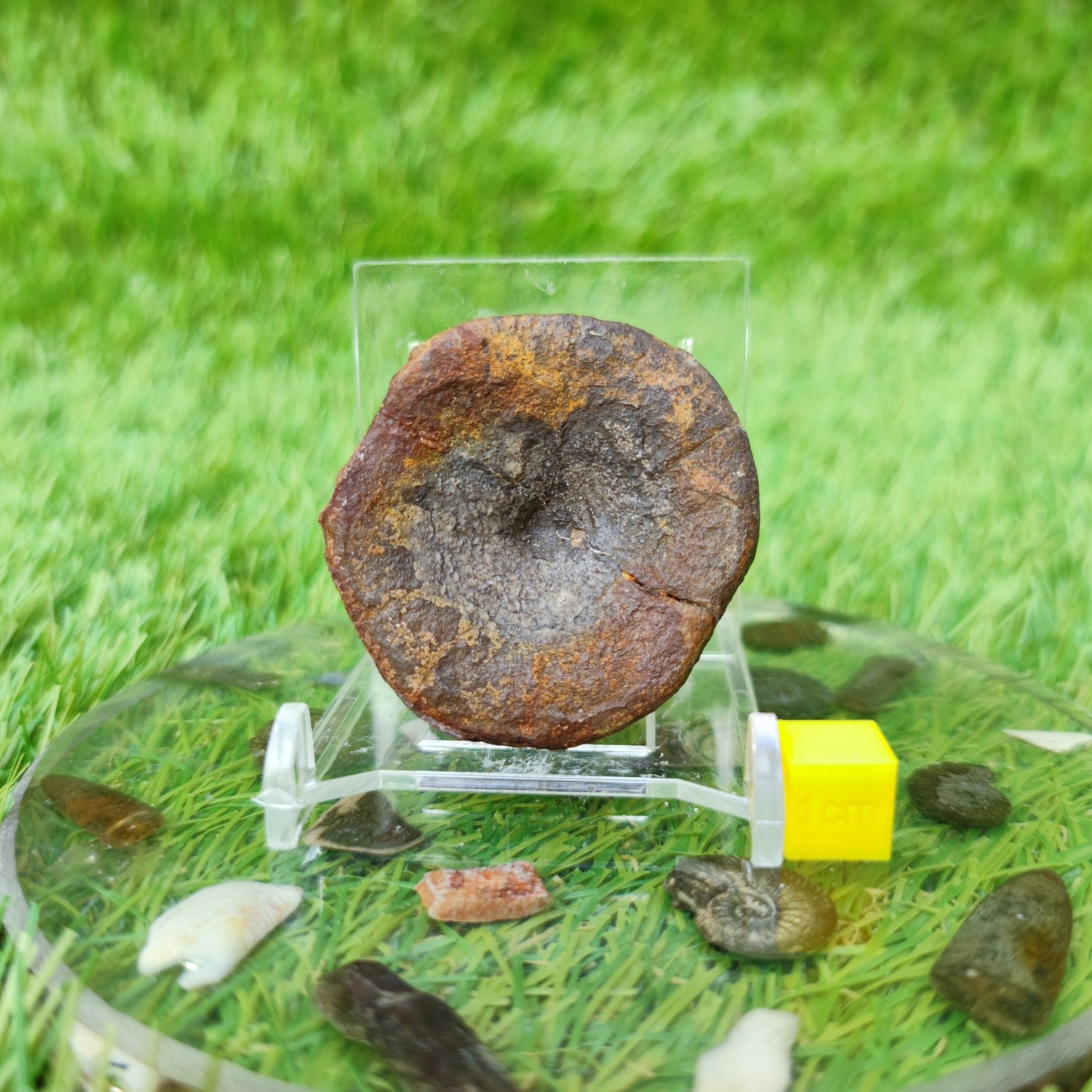 Ichthyosaur vertabrae Whitby North Yorkshire UK - North Yorkshire Fossils
