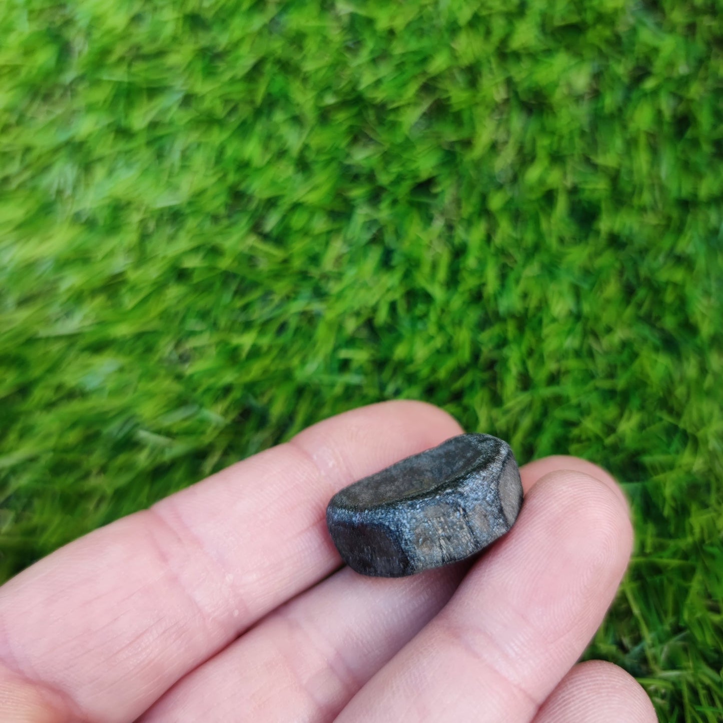 Ichthyosaur vertebra Jurassic coast - North Yorkshire Fossils