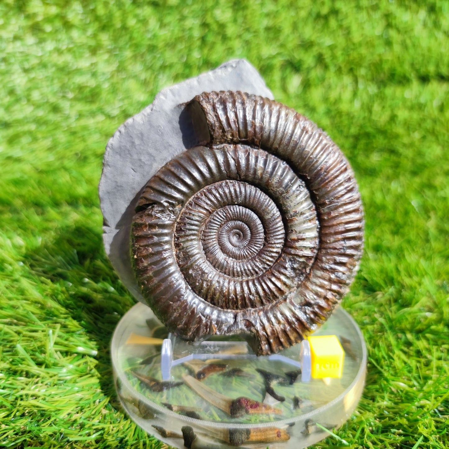 Large ammonite fossil Dactylioceras Yorkshire UK - North Yorkshire Fossils