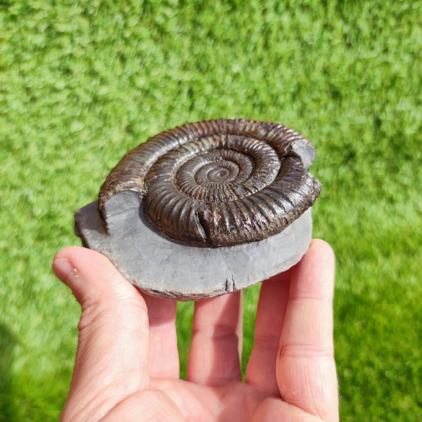 Large ammonite fossil Dactylioceras Yorkshire UK - North Yorkshire Fossils